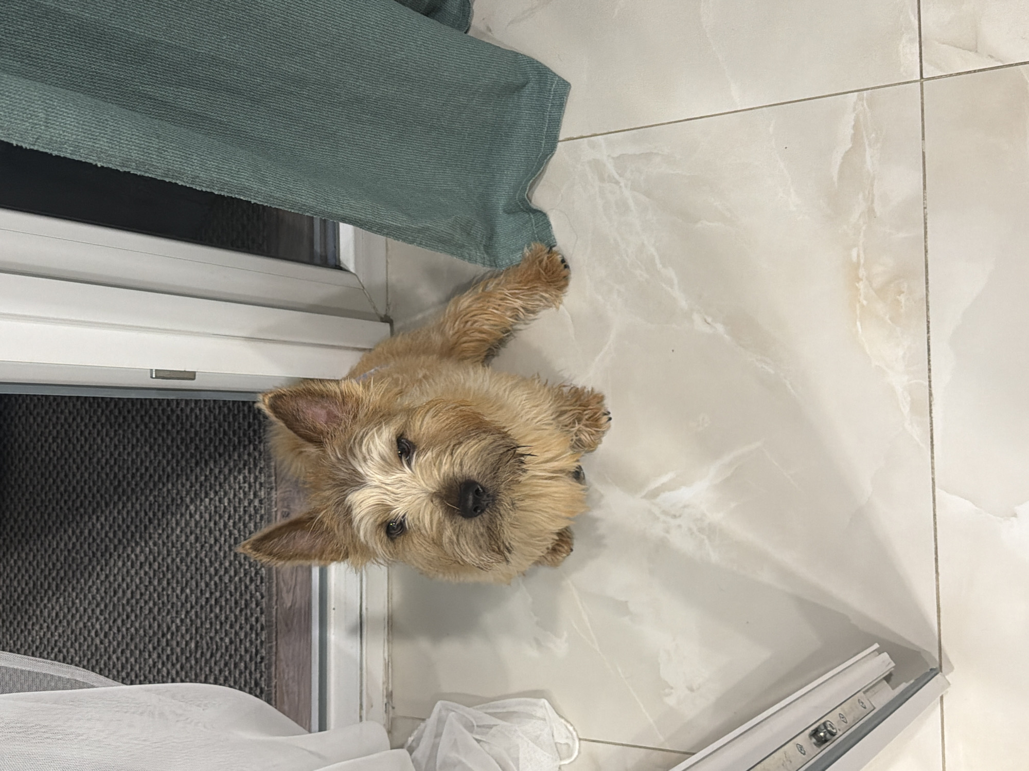 A small, shaggy-haired dog, light brown and tan in color, is captured from a top-down perspective, looking directly up at the viewer. The dog has dark eyes, a dark nose, and pointed ears. Its fur appears slightly tousled, particularly around its face.
The dog is positioned on a light-colored, possibly off-white, tiled floor that features a subtle marbled pattern and visible grout lines. To the left of the dog, a teal or seafoam green textured fabric, likely a curtain or blind, hangs partially over a white window frame. A dark, possibly screened area is visible through the window opening. In the bottom right corner of the frame, a crumpled white object, possibly a tissue or thin piece of fabric, rests near a metallic track or frame detail on the floor.
The scene depicts an indoor setting, likely a home, with the dog as the central subject, appearing alert and inquisitive as it gazes upwards. There is no visible text in the image.