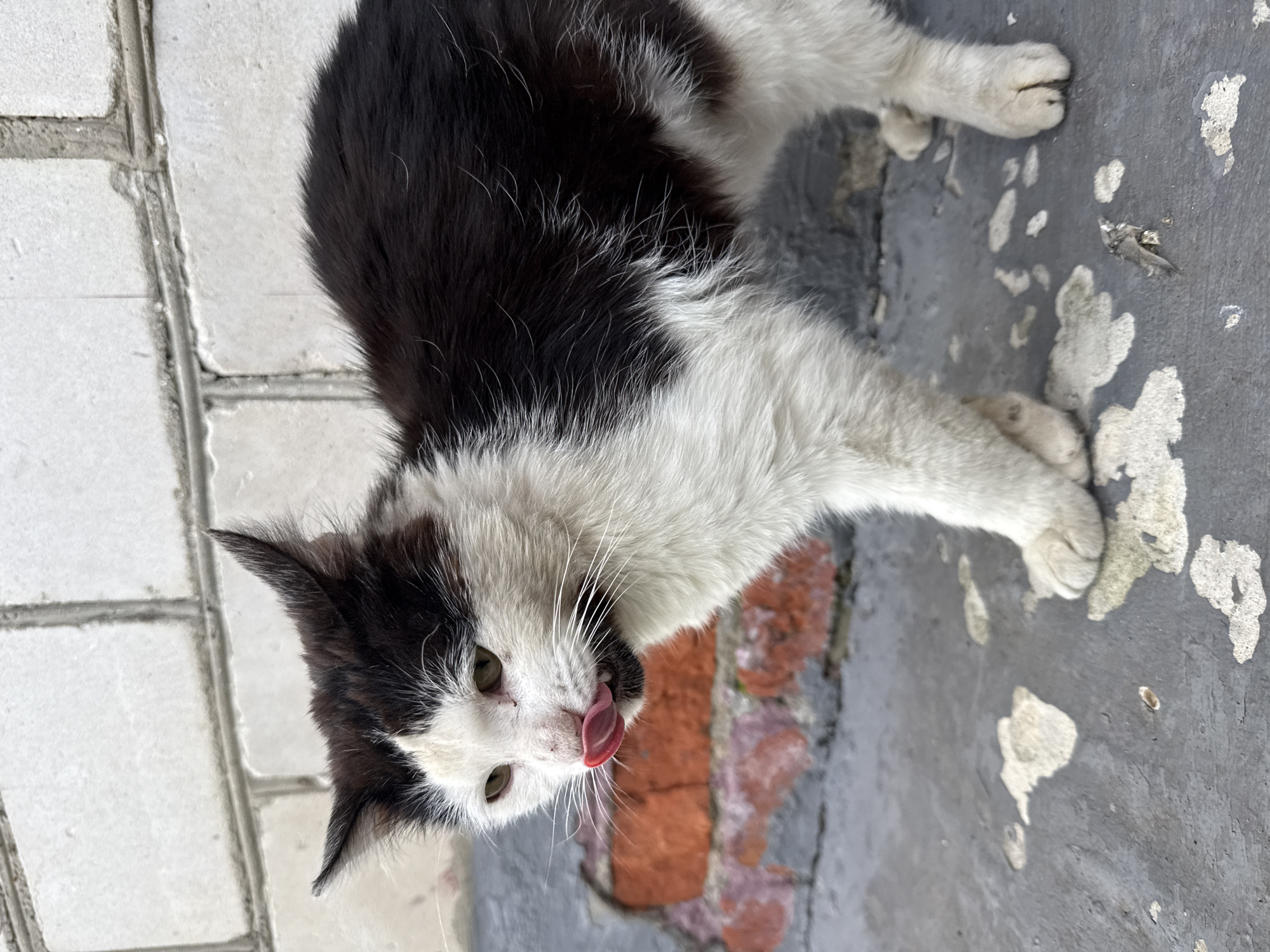 A black and white cat is captured in a medium shot, standing on a weathered grey surface with patches of peeling paint. The cat is positioned in profile, facing left, with its head turned slightly towards the viewer. Its tongue is extended, licking its mouth. The background features a brick wall, with a section of exposed red brick visible behind the cat's head, and white brickwork above. The overall environment appears to be outdoors, with a focus on the textured surfaces of the ground and the wall. The lighting suggests it might be daytime, with a slightly overcast sky.