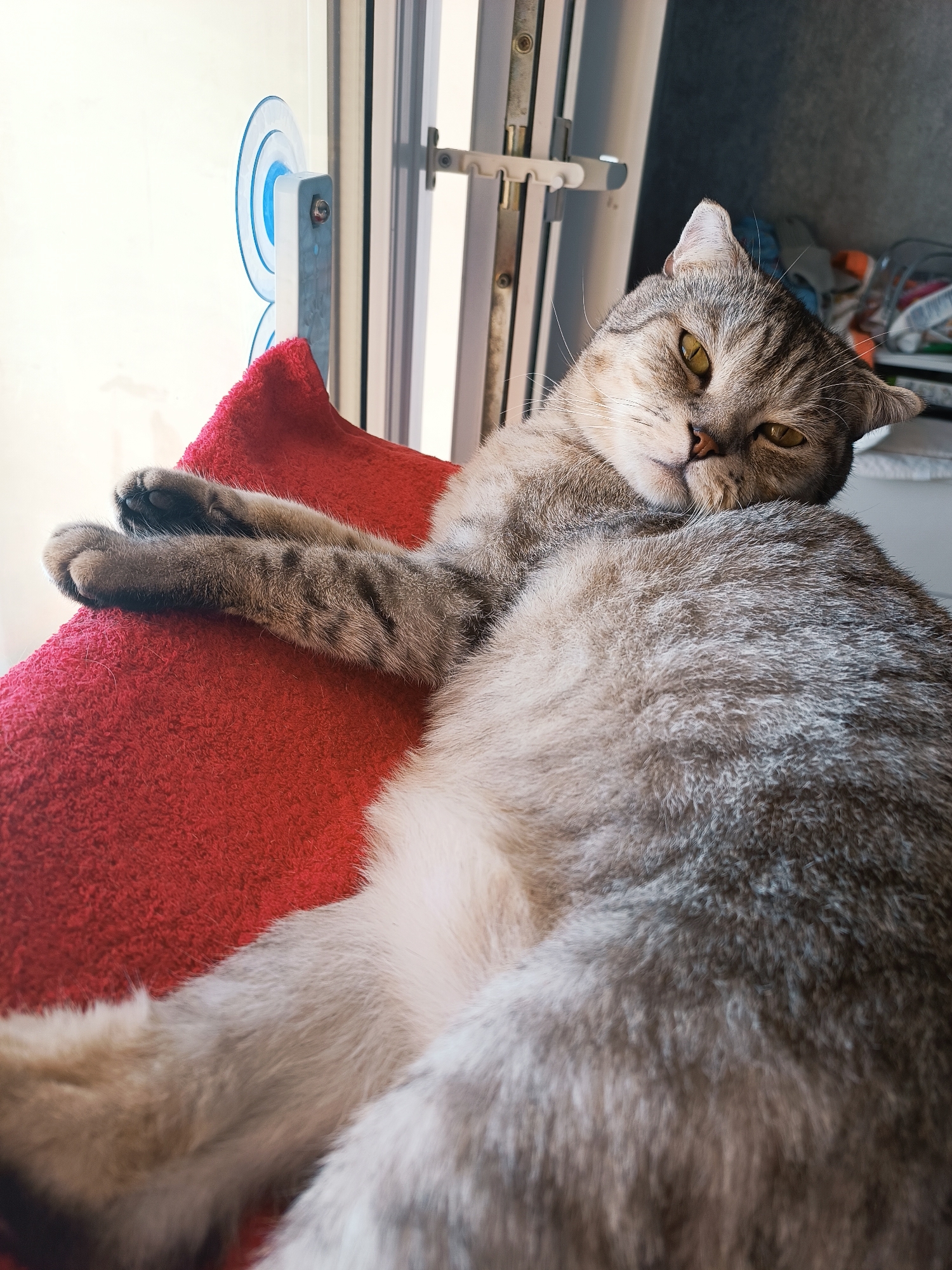 A silver tabby cat is reclining on a red towel. The cat is positioned in front of a window with a white frame. A blue suction cup mount is affixed to the glass. The location is Izhevsk, Russia.
