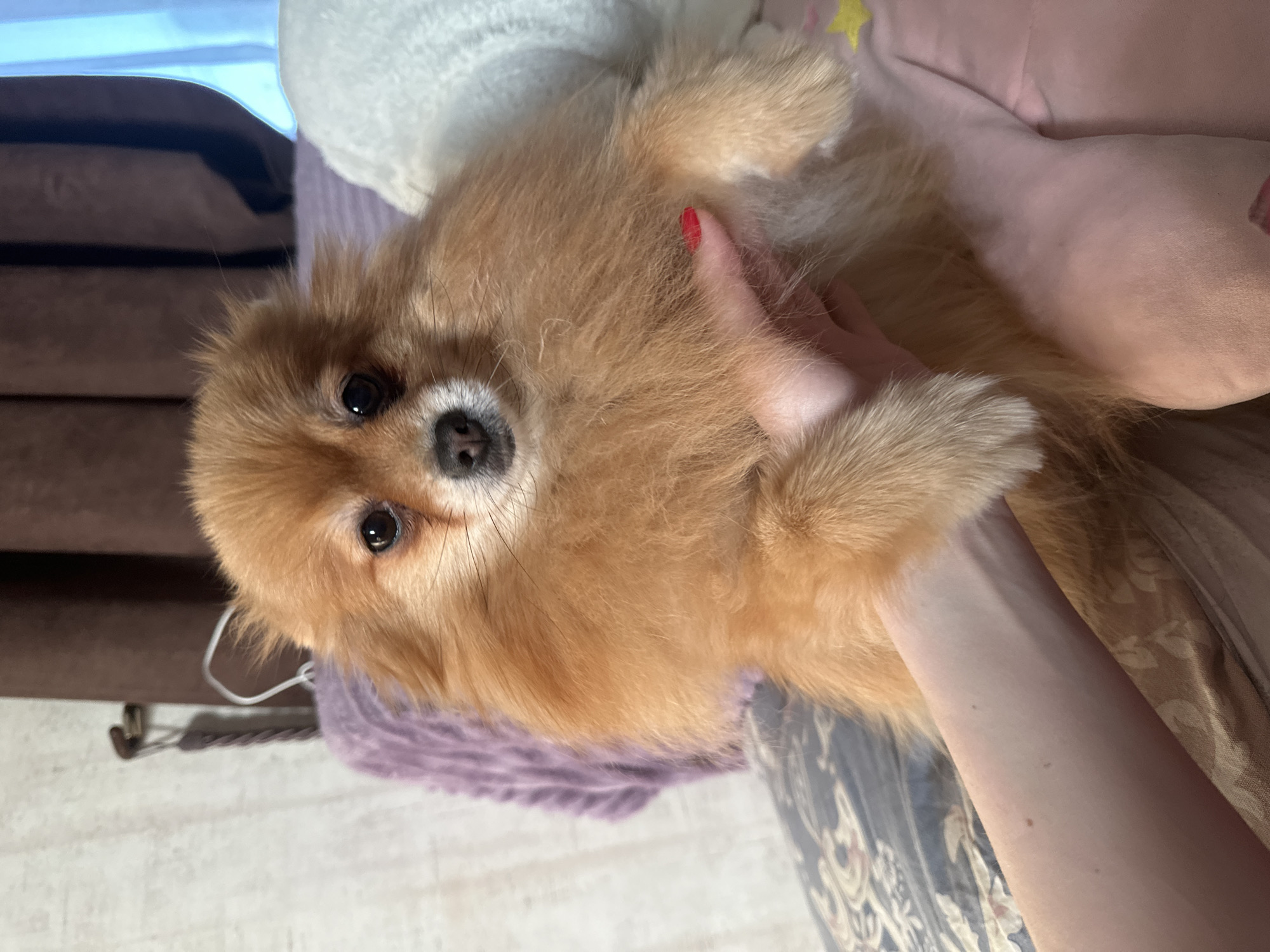 A close-up shot shows a tan-colored Pomeranian-type dog being held in someone's arms. The dog is facing the camera with a direct gaze. The person holding the dog is visible with one hand on the dog's chest and the other arm partially visible to the right. The location is not identifiable from the image.
