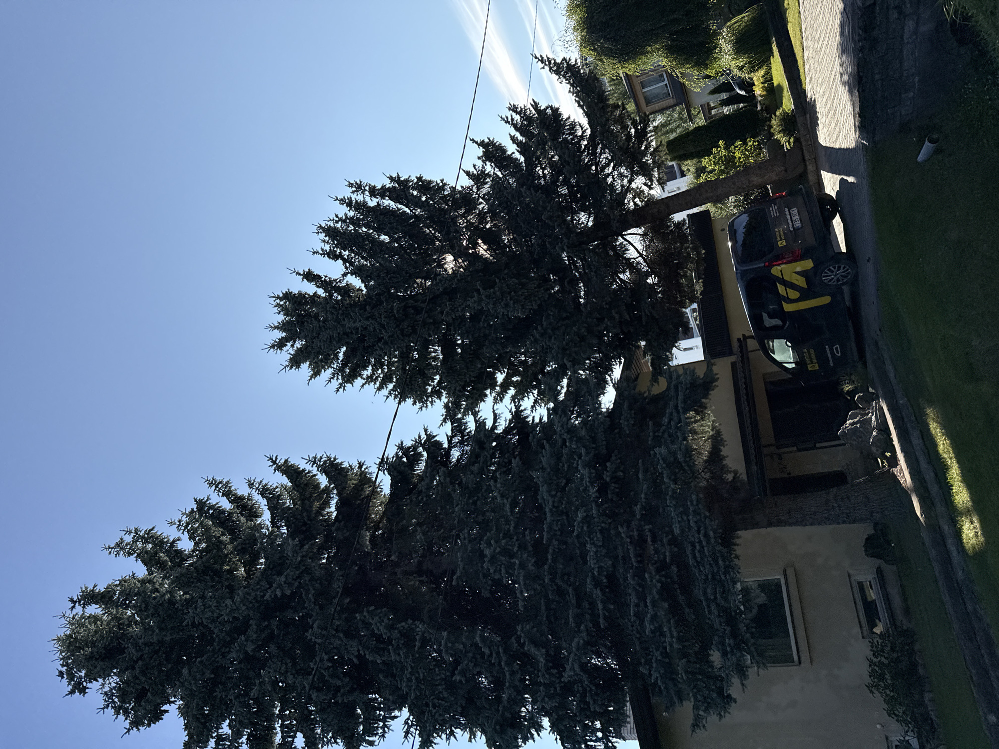 The image captures a sunny day scene in Tallinn, Estonia, featuring two large evergreen trees dominating the foreground. One tree, on the left, is significantly larger and appears to be an older specimen, casting a shadow over a light-colored house. The other tree, to the right, is also substantial, with its branches reaching out. A dark-colored van, possibly a work vehicle with yellow markings, is parked on a paved driveway in front of the house, near the base of the right-hand tree. The house itself has a covered entrance and visible windows. The background shows more greenery, including other trees and shrubs, and a glimpse of neighboring buildings. The sky is clear blue with a few wispy clouds, indicating fair weather. The ground is covered in a mix of grass and paved areas. The image composition suggests a residential area within the city.