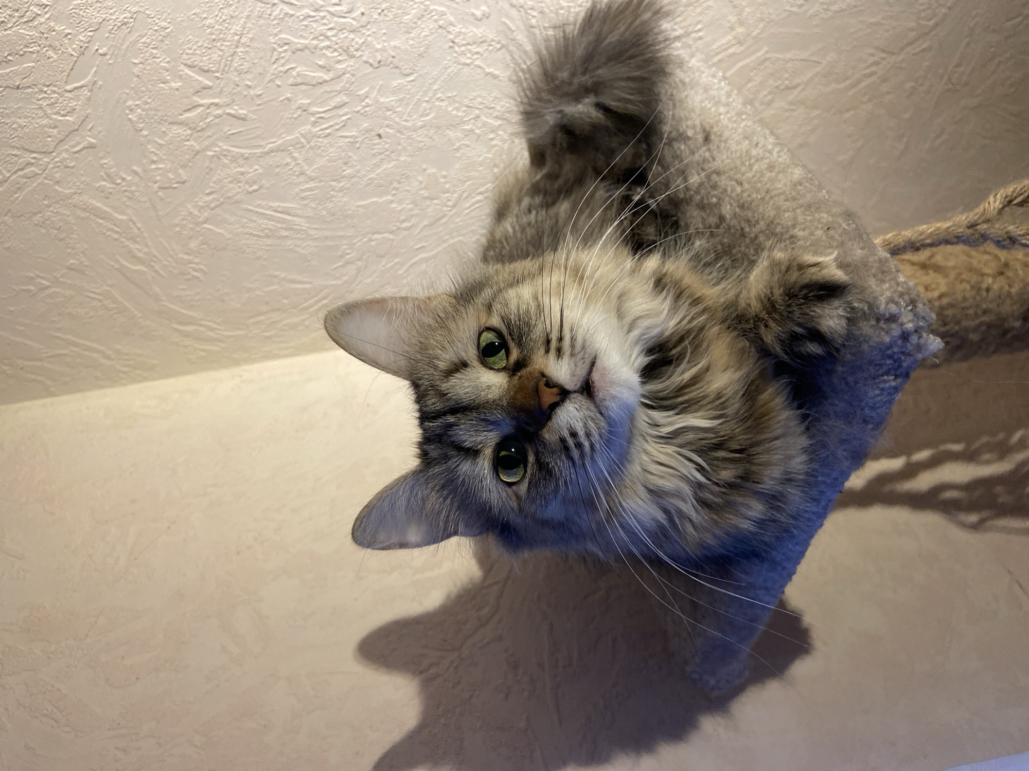 A long-haired gray cat is perched on a carpeted cat tree. The cat is lying down and is facing the camera, with its head tilted to the left. The cat tree is next to a wall with a textured surface. The location is not discernible from the image, nor is the city of Chaikovsky, Russia.