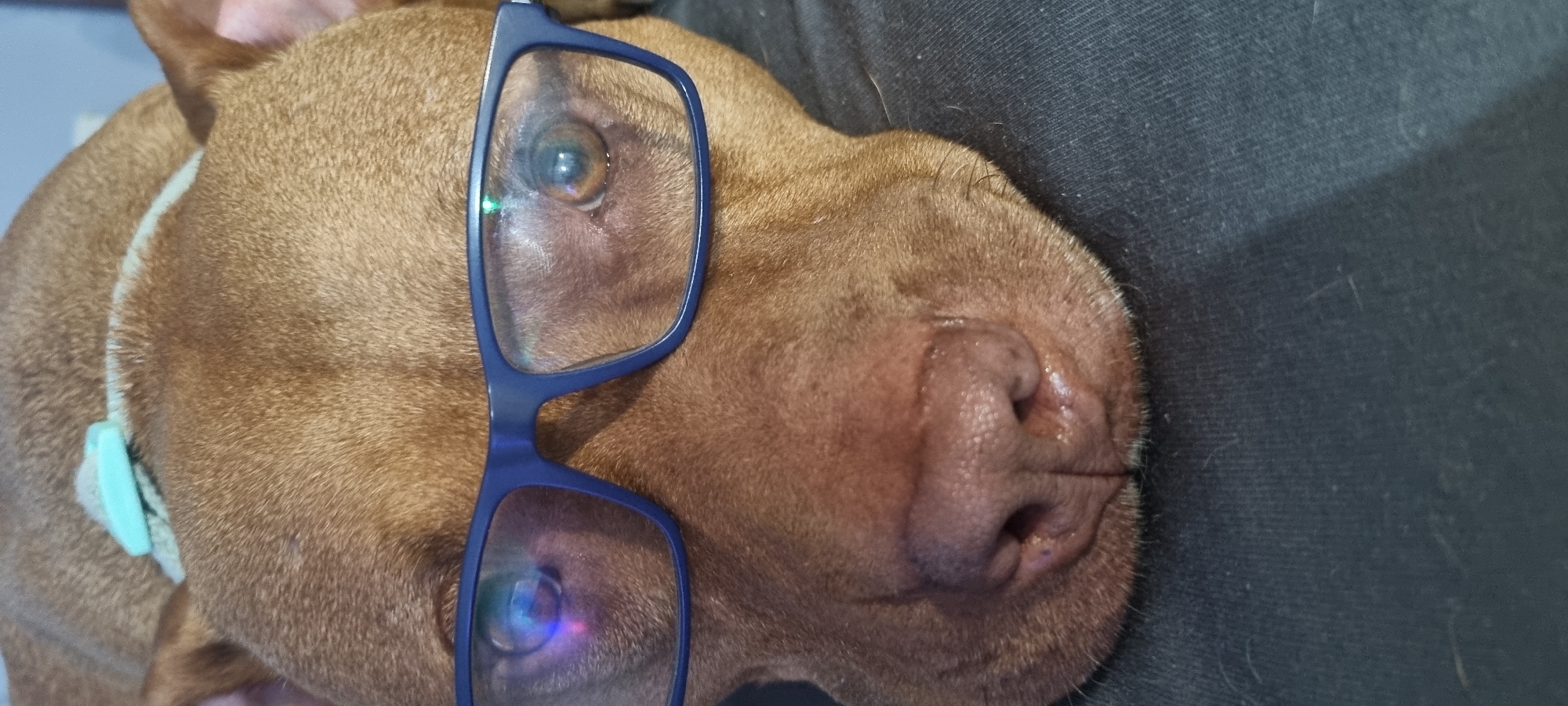 A tan-colored pit bull-type dog rests its head on a dark-colored surface, likely a person's lap, and wears blue-framed eyeglasses that obscure part of its face. The dog's nose is prominent and wet. The dog wears a pale blue collar. The dog's location in Sofia, Bulgaria cannot be determined from the image.