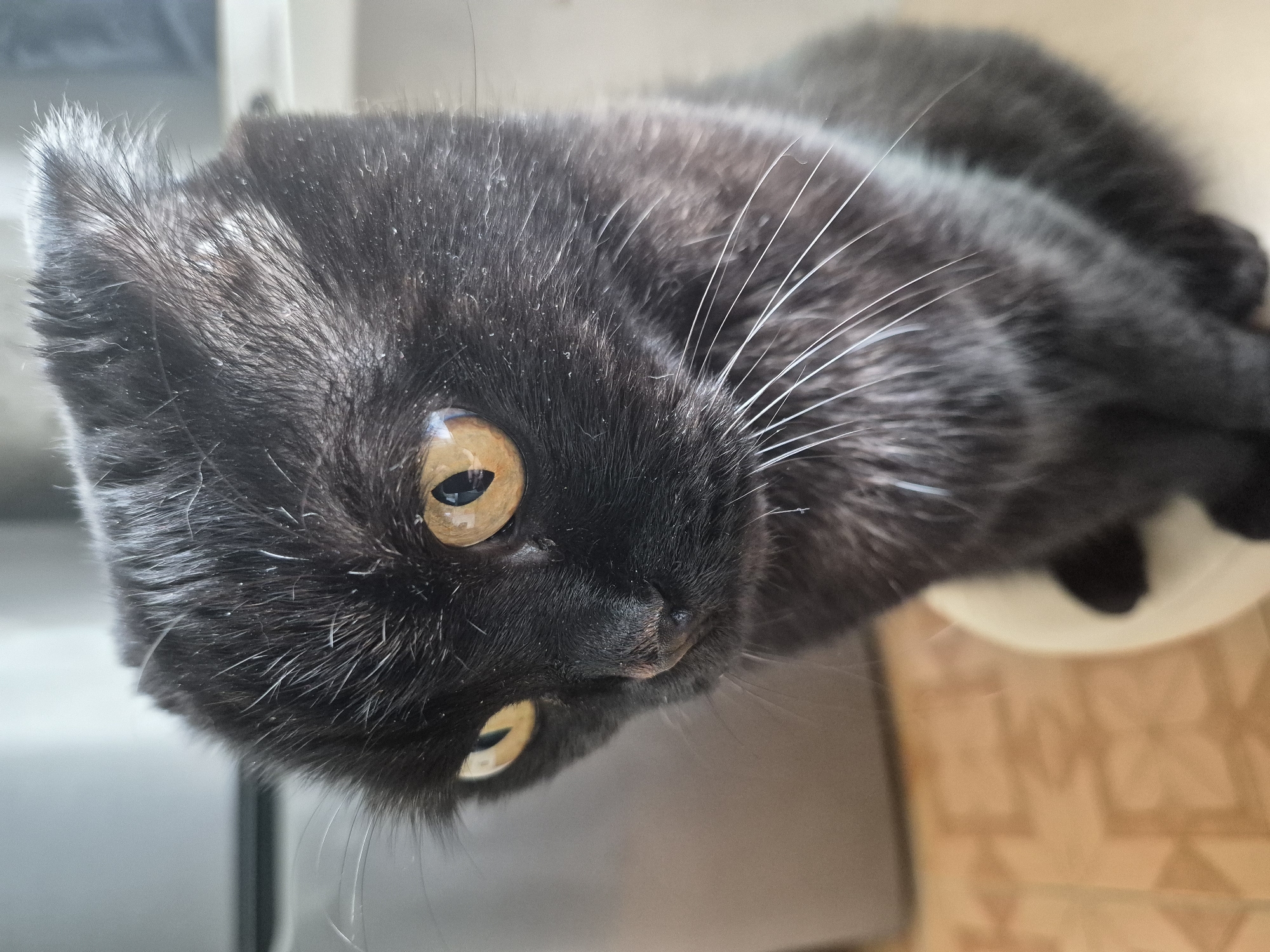A close-up, portrait-style shot shows a black cat with folded ears and amber eyes. The cat is sitting, with its body angled to the left. The background is blurred and appears to be an indoor environment with a tiled floor and a hint of a refrigerator. There are no people or other animals present. The image does not provide any information about the location in the city of Uglegorsk, Russia.