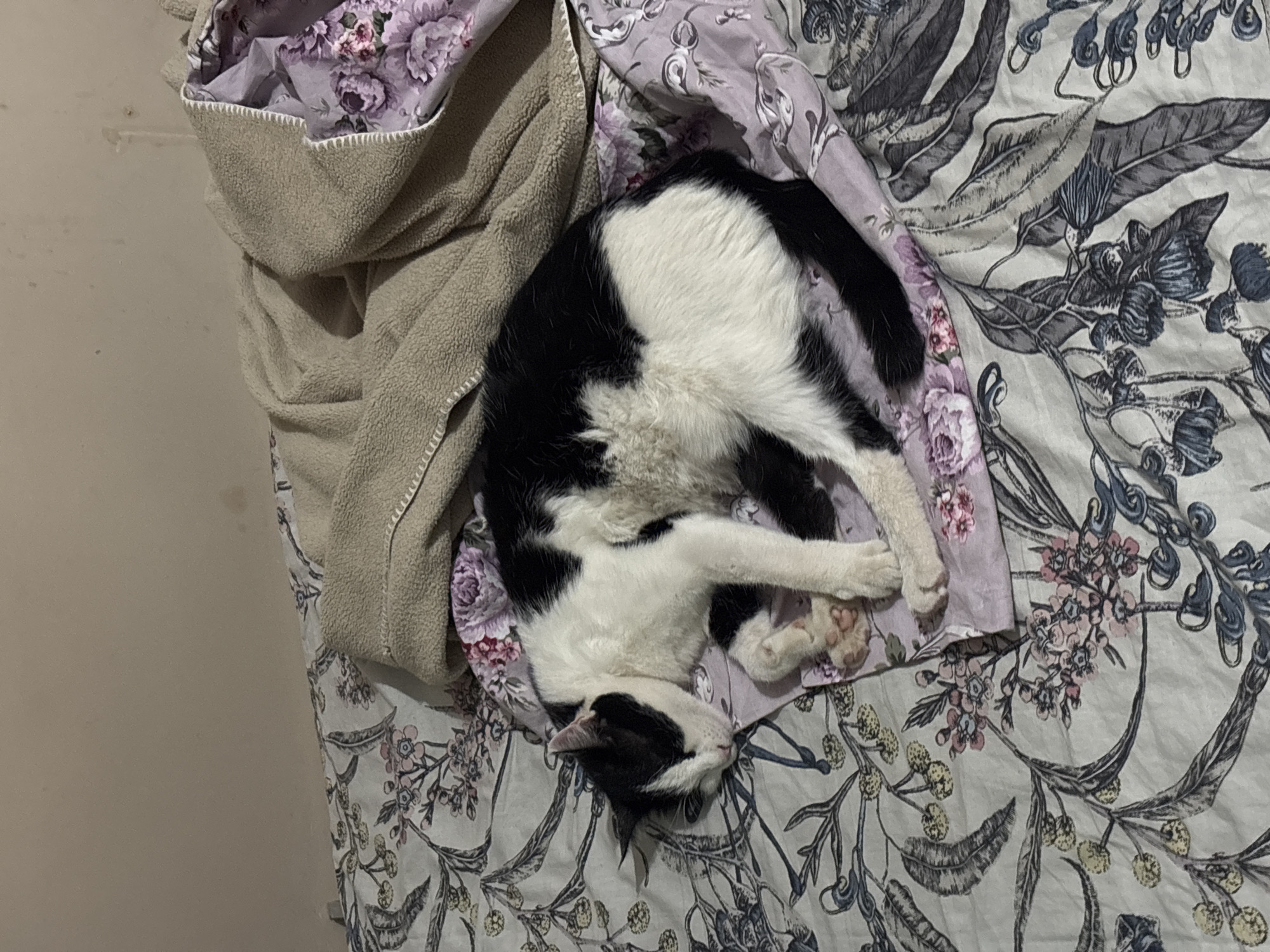 A black and white cat is sleeping curled up on a bed. The cat is lying on a floral patterned sheet and a purple pillow. A beige blanket is draped over the cat and the pillow. The background appears to be a wall. The scene is indoors, likely in a bedroom, and is not specific to the city of Vratsa, Bulgaria, as no identifying landmarks or contextual information suggest this location.