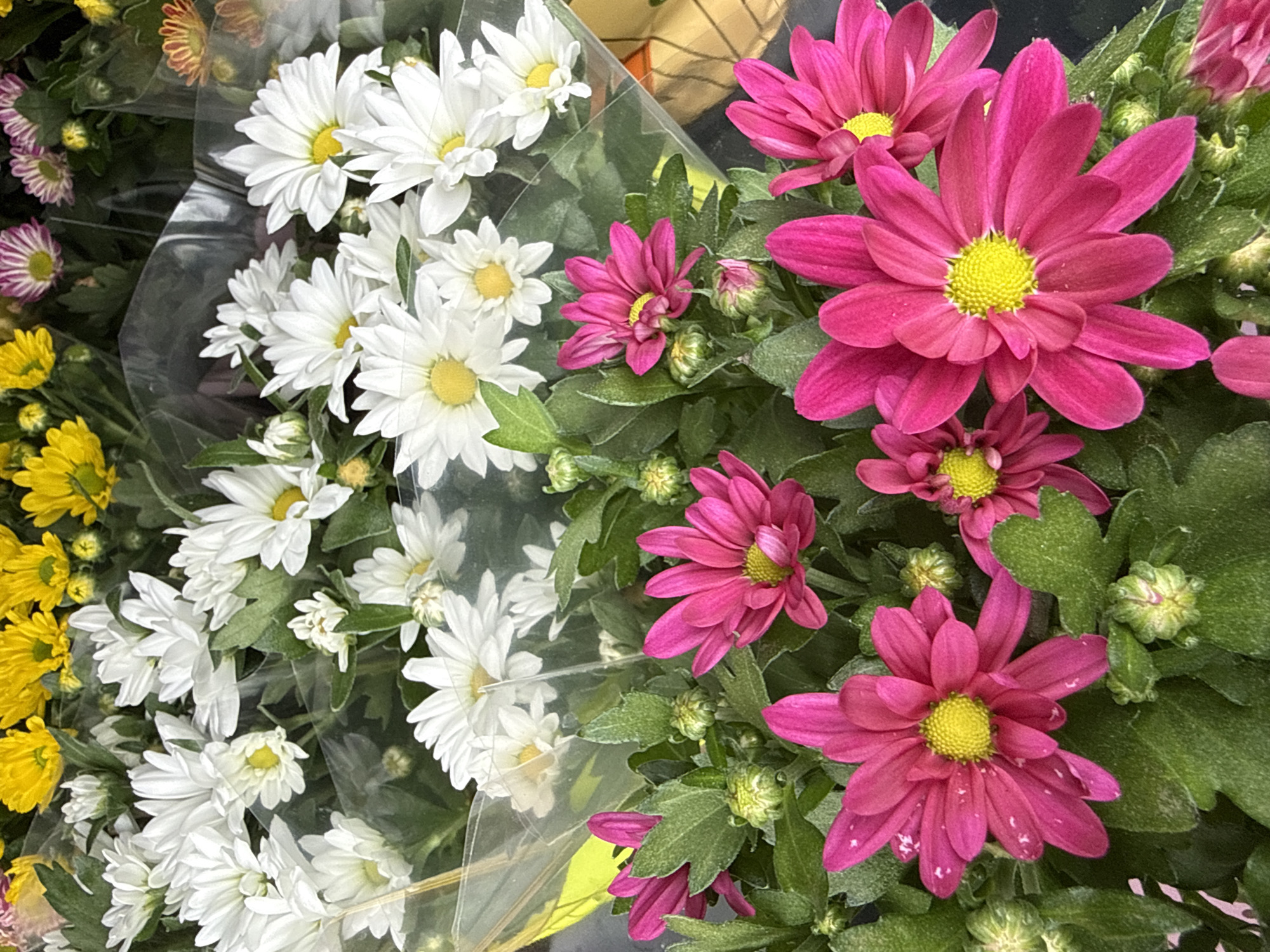 The image displays a close-up, top-down view of a variety of chrysanthemums. In the foreground, several vibrant pink chrysanthemums with bright yellow centers are prominent, some fully bloomed and others partially open. Surrounding these are abundant green leaves and unopened buds. In the background, a cluster of white chrysanthemums with yellow centers is visible, partially obscured by clear plastic packaging. Further in the background, yellow and pink chrysanthemums can be seen, also in bunches. The flowers appear to be arranged for sale, likely in a market or flower shop. There is no indication of a specific location in the city of Bad Sachsa, Germany, within the image itself.