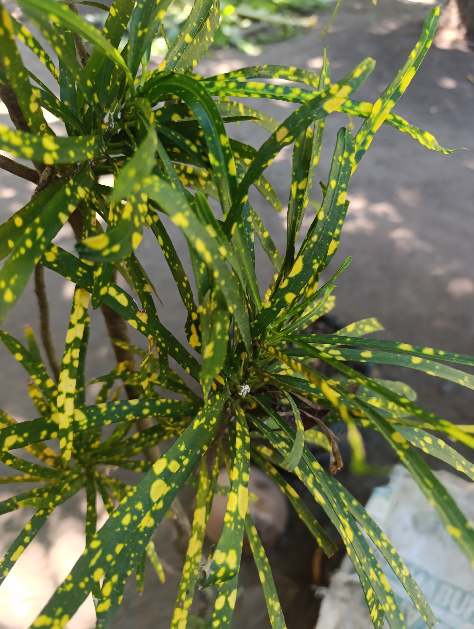 A close-up, eye-level, outdoor shot focuses on the vibrant green and yellow speckled leaves of a Croton plant. The leaves are long and slender, with a pattern of irregular yellow spots. Sunlight dapples the leaves and the blurred background, which appears to be a mix of dirt and shadows. A hint of a brown stem is visible on the left side of the frame. There are no people or animals in the image. The scene is tranquil and natural, suggesting a garden or natural setting within an urban environment, though no specific city or location is identifiable.