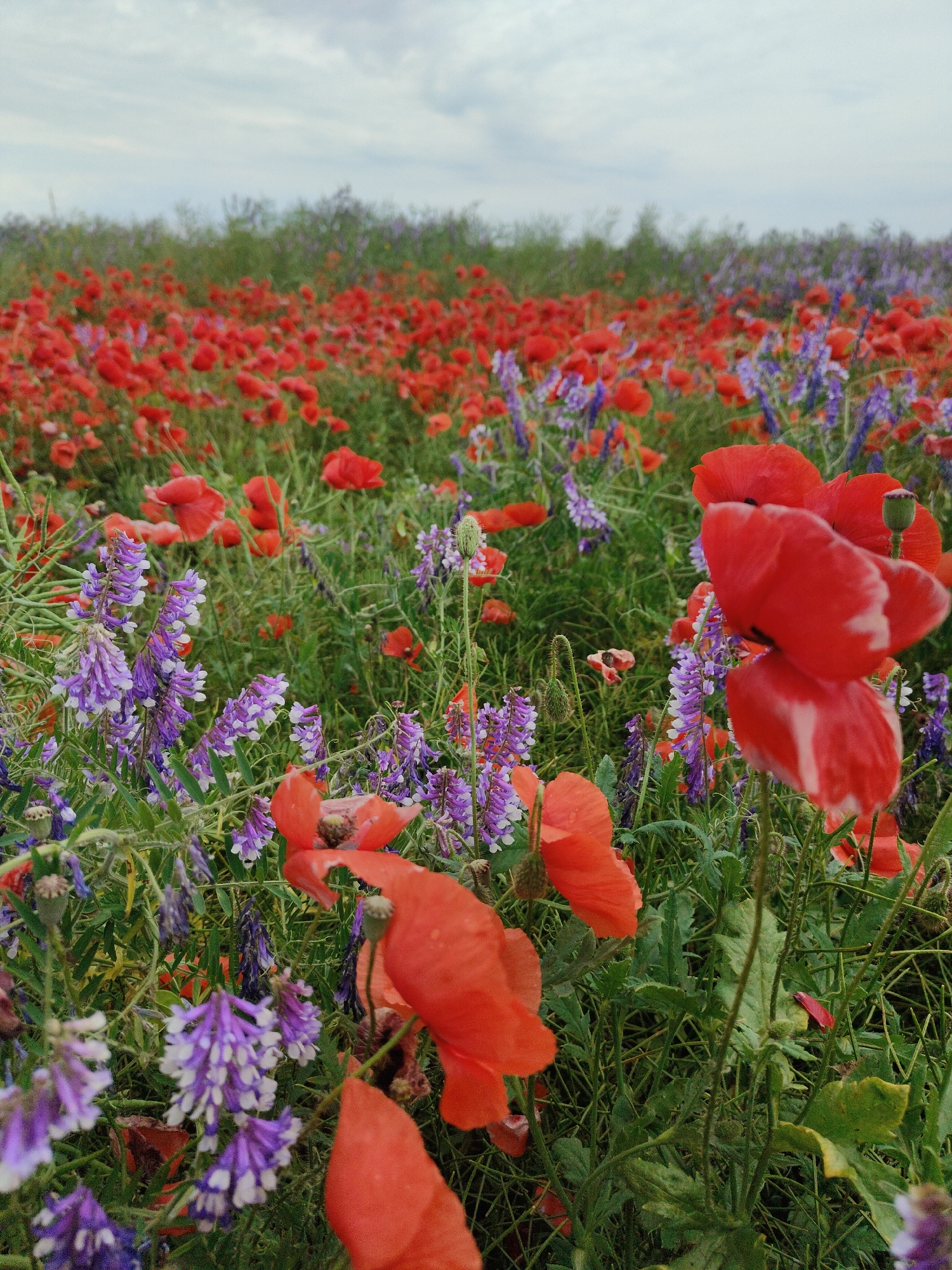 The image depicts a rural landscape in Kyr'yakivka, Ukraine, featuring a dense field of wild poppies and vetch under an overcast sky. The foreground and midground are dominated by numerous vibrant red poppies (Papaver rhoeas) with crinkled petals, some exhibiting white streaks, appearing against a backdrop of green foliage. Interspersed among the poppies are clusters of purple and white flowers, consistent with vetch species (e.g., Vicia cracca), characterized by elongated racemes. The vegetation in the midground and background, including additional poppies and green stalks, appears progressively less distinct due to a shallow depth of field. A distant line of darker green foliage, possibly trees or shrubs, forms the horizon. The sky is uniformly light gray, indicating a heavily clouded condition. No people, animals, or man-made structures are visible.