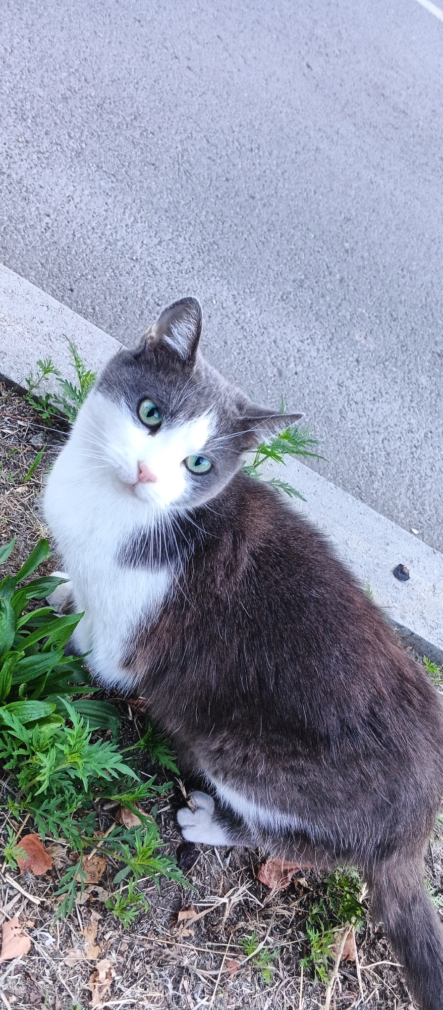 The image shows a grey and white cat with green eyes sitting on the ground next to a concrete curb. The cat is looking up at the camera with its head tilted. There is some dry grass and green plants around the cat. The background is a textured grey concrete surface. The image appears to have been taken outdoors in a city environment. Based on the provided context, the location is Smila, Ukraine.