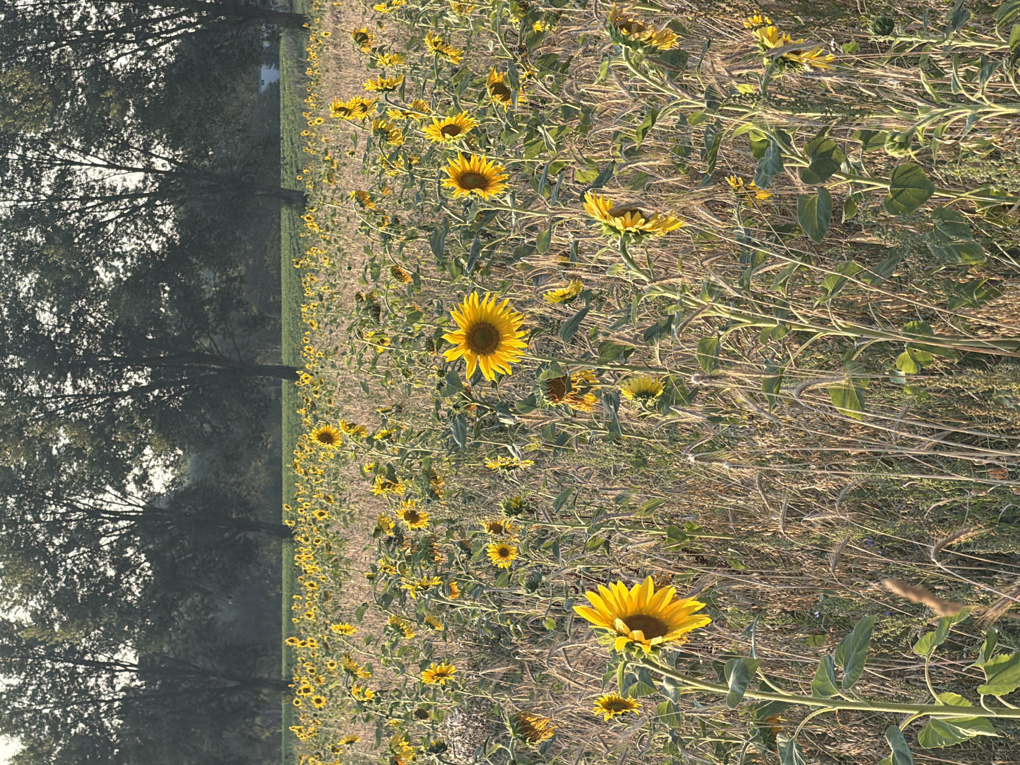 The image depicts a field of sunflowers in Melick, Netherlands. The sunflowers are the primary subject, with many blooming yellow flowers in various stages of maturity. Some sunflowers are facing the camera, while others are turned away. The field is dense with tall stalks and green leaves, interspersed with dry grass and seed heads. In the background, a line of mature trees forms a dark silhouette against a bright sky, suggesting either early morning or late afternoon. The lighting suggests natural sunlight filtering through the scene. There are no people or animals visible in the image. The overall environment is rural and agricultural.