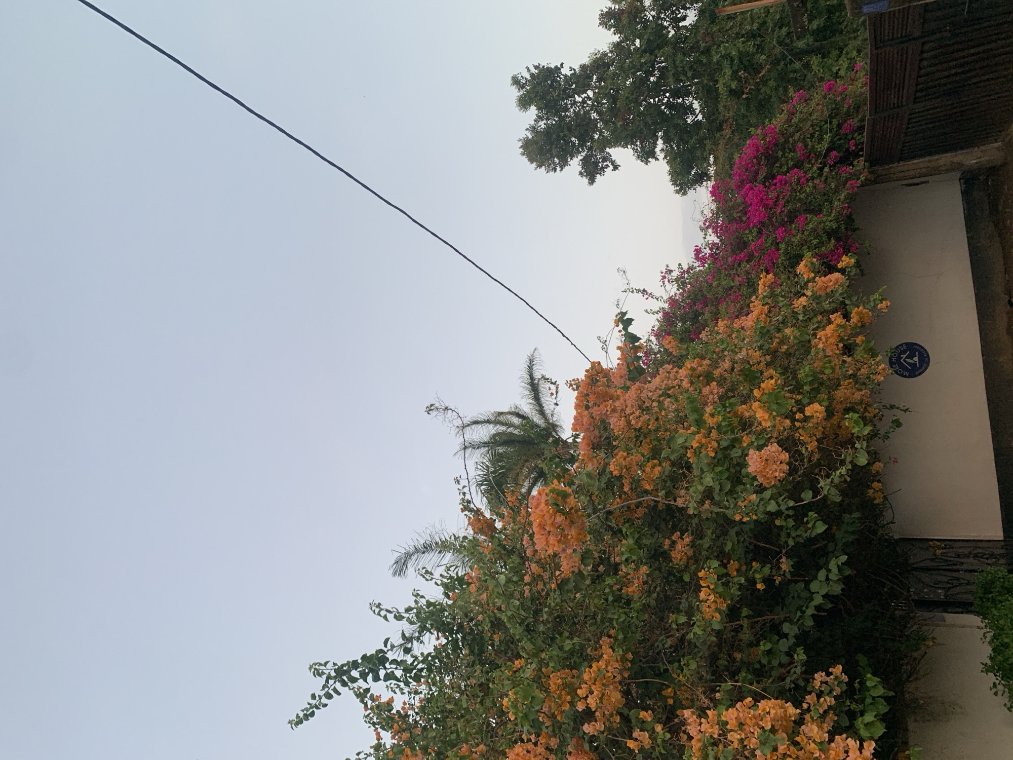 A photograph shows a close-up, tilted, upward view of a building partially obscured by vibrant flora under a cloudy sky in Kabong, Nigeria. The building's facade is painted white and features a blue and white sign with the text "MOV" and a stylized house icon. A dark metal structure, possibly a door or gate, is partially visible beneath the vegetation. The vegetation consists of colorful bougainvillea in shades of orange and pink, mixed with green foliage. A palm tree is barely visible behind the bougainvillea. An overhead power line cuts across the upper left of the frame.