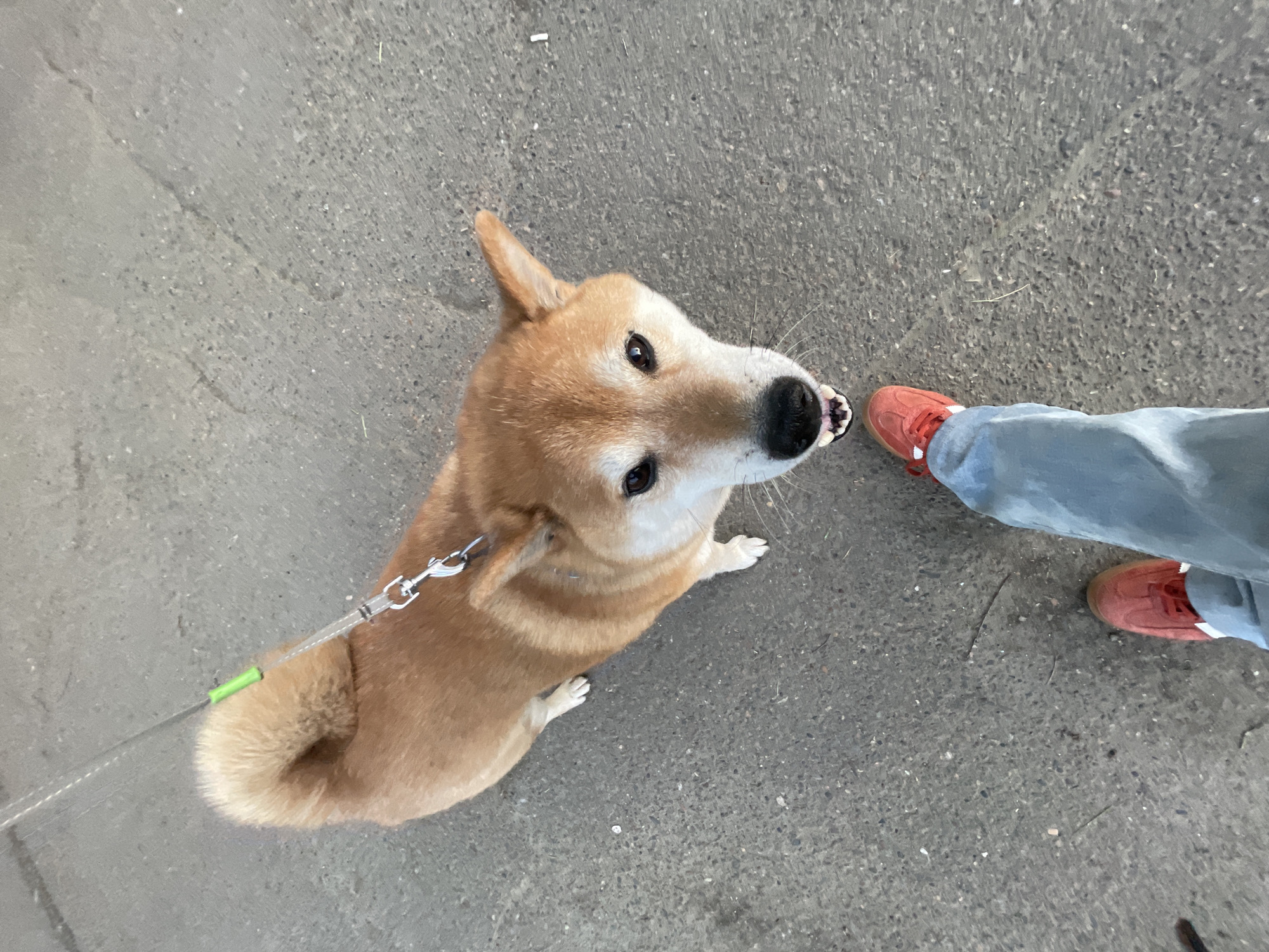 An overhead shot captures a light brown and white Shiba Inu dog looking up intently at a person's lower leg and foot on gray pavement. The dog, positioned towards the left of the frame, is on a clear plastic leash with a silver clip attached to its collar and a bright green accent further down the leash. Its ears are perked, and its dark eyes are focused upwards, with its mouth slightly ajar, showing some teeth. The dog's tail is curled over its back.
To the right, a person's left leg is visible, clad in light blue jeans and a reddish-orange sneaker with white stripes and a white sole. The ground is a consistent gray, textured concrete or asphalt, showing minor cracks and scattered small debris, possibly bits of paper or cigarette remnants. The scene takes place outdoors, likely a sidewalk or street in Zheleznogorsk, Russia, during daylight hours, suggesting a casual walk between the dog and its owner. There is no visible text in the image.