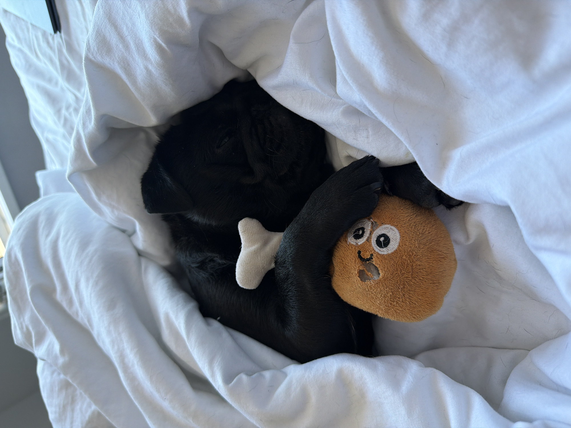 A black pug is snuggled under white blankets, holding a plush toy. The pug is mostly hidden, with only its head and a paw visible. The toy is brown and round with embroidered eyes and a smiling mouth. The setting appears to be a bed, with soft, white bedding. The lighting suggests it's daytime, possibly morning or afternoon, as there is natural light coming from the left side of the frame. The overall mood is cozy and peaceful, indicating the dog is resting comfortably. There are no visible text elements in the image. The location context of Sirius, Russia is noted but not visually represented in the image itself.