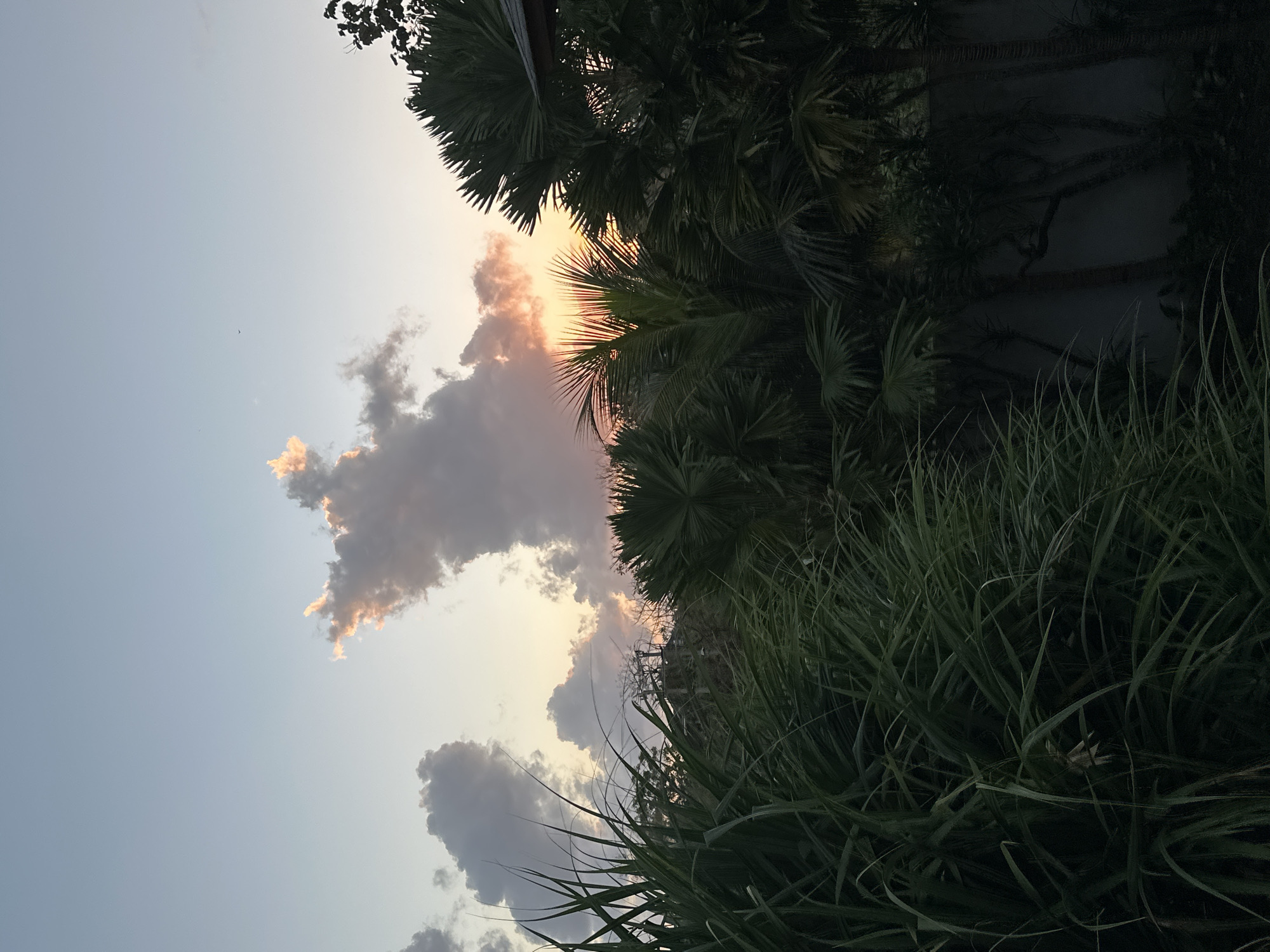 The image depicts a tropical twilight scene, likely in Kuta Selatan, Indonesia, characterized by lush vegetation silhouetted against a colorful sky. In the foreground, tall, reedy green grasses and broad palm fronds dominate, creating a natural screen. Behind this foliage, the sky transitions from a pale blue at the top to soft orange and pink hues near the horizon, where the sun is setting. Several clouds are visible, with some catching the last rays of light, appearing illuminated in shades of white, gray, and pink. The setting sun is partially obscured by palm trees, whose fronds are sharply defined against the bright sky. The overall impression is one of a serene, natural environment at dusk.