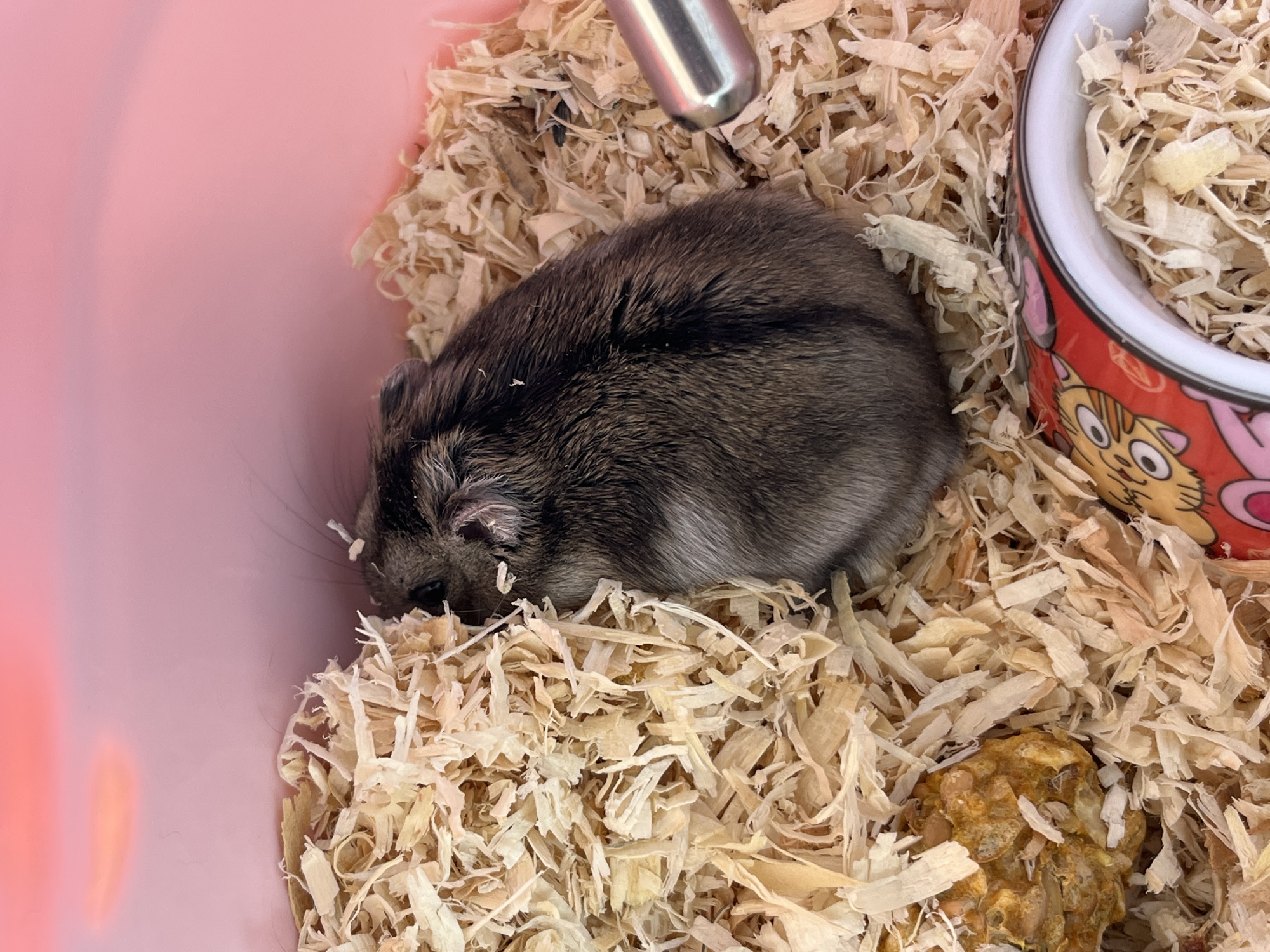 An overhead medium shot captures a gray hamster nestled in a pink plastic enclosure filled with wood shavings. The hamster, facing away from the camera and to the left, is partially obscured by the bedding. Its back is to the viewer, with its head turned down and to the left, obscuring its face. The hamster's fur exhibits subtle variations in gray tones. To the left of the hamster, a small, textured, yellowish food item is visible within the wood shavings. In the foreground, to the lower right, a white ceramic food bowl with a red exterior decorated with cartoon owl-like faces is partially visible. A silver metal water bottle nozzle protrudes into the frame from the right side, above the wood shavings. The enclosure's walls are a soft pink color, and a faint pinkish-orange reflection is visible on the upper left wall.