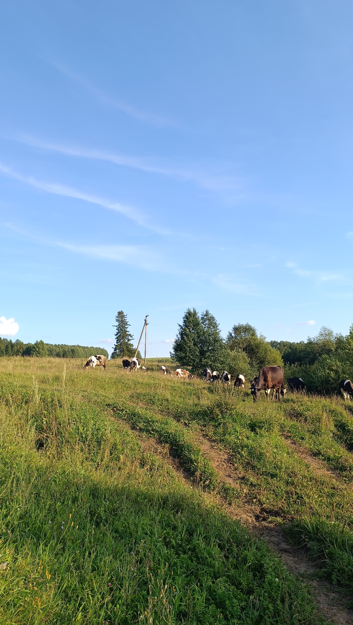 This is a landscape photograph taken outdoors, featuring a herd of cows grazing in a grassy field. The sky is a clear blue with faint wisps of clouds. The field is lush with green grass, and a dirt path runs through it. In the background, there is a line of trees and a utility pole. The cows are a mix of black and white and brown, and they are scattered throughout the field. Some are eating grass, while others are standing or lying down. The overall impression is one of a peaceful rural scene on a sunny day. The image does not provide any information about the city of Karsha, Russia.