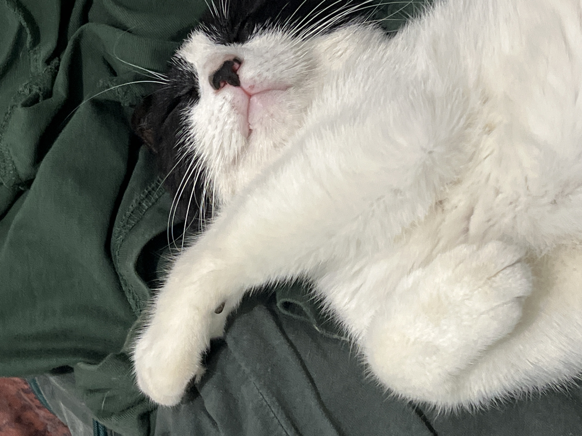 A black and white cat is sleeping on its back on a dark green cloth. Its eyes are closed and its mouth is slightly open, revealing a pink tongue. One of its paws is raised in the air. The cat's fur is white with black patches on its head and back. The cloth appears to be wrinkled and textured. There is no information in the image to indicate its location in Smolenskaya, Russia.