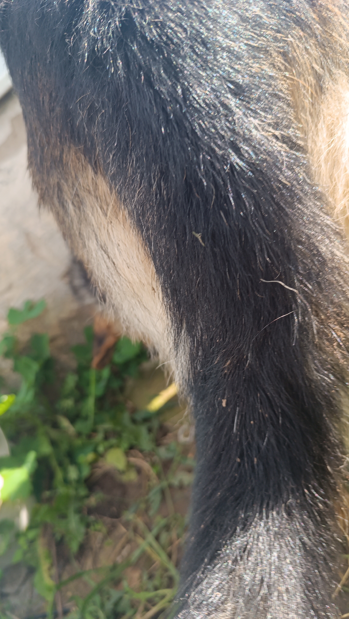 The image is a close-up shot of a dog's fur. The fur is a mix of black and tan colors, with the black fur appearing wet and shiny, reflecting sunlight. Some of the tan fur is visible underneath the black fur, particularly on the left side of the image. The dog's fur is textured, with individual strands of hair clearly discernible. In the background, out of focus, are green plants and some soil, suggesting an outdoor environment. There is no indication of the city of Karsha, Russia, or any specific location within it. The image focuses solely on the texture and appearance of the dog's fur.