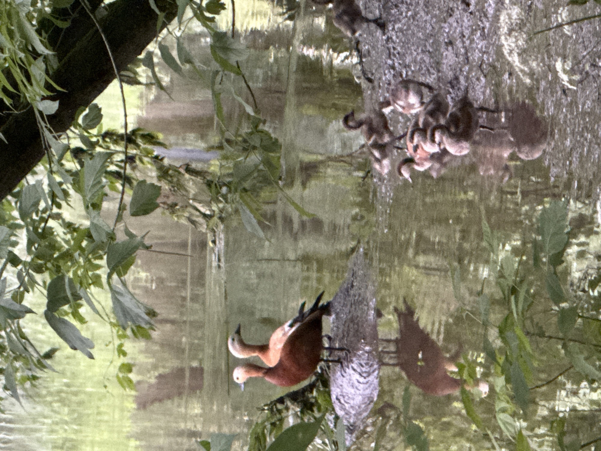 In Moscow, Russia, two Ruddy Shelducks, one with a reddish-brown body and another with a lighter peach-colored body, stand on a rocky outcrop near a body of water. Several ducklings, appearing in shades of brown and white, huddle together on the muddy shore to the right. The scene is bordered by lush green foliage, with the reflections of the birds and surrounding vegetation visible in the calm water. The overall impression is of a tranquil natural setting within an urban environment.