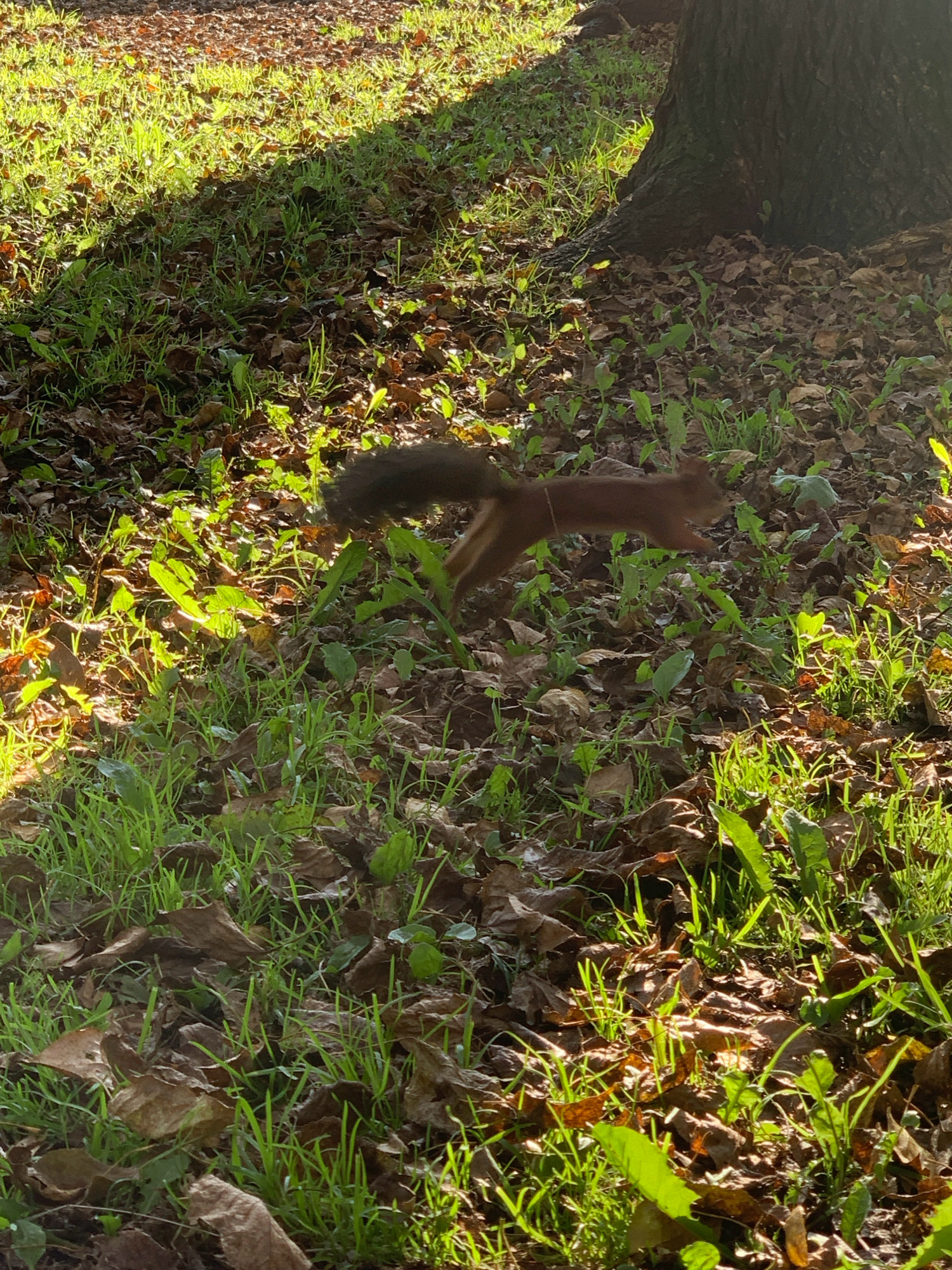 An adult Eurasian red squirrel is captured in mid-stride, its body a blur of motion against a backdrop of fallen brown leaves and vibrant green grass. The squirrel, predominantly reddish-brown with a long, bushy tail, is positioned in the lower-middle section of the frame, facing towards the right. Sunlight dapples the scene, creating patches of light and shadow across the ground, suggesting a time in the late afternoon or early morning. The environment appears to be a park or wooded area within the city of Prokopyevsk, Russia, indicated by the presence of a large tree trunk on the right side of the image, partially obscuring the background. The ground is a mix of dry leaves, suggesting autumn or early spring, with new green shoots of grass pushing through. There are no other visible subjects or interactions in the frame.