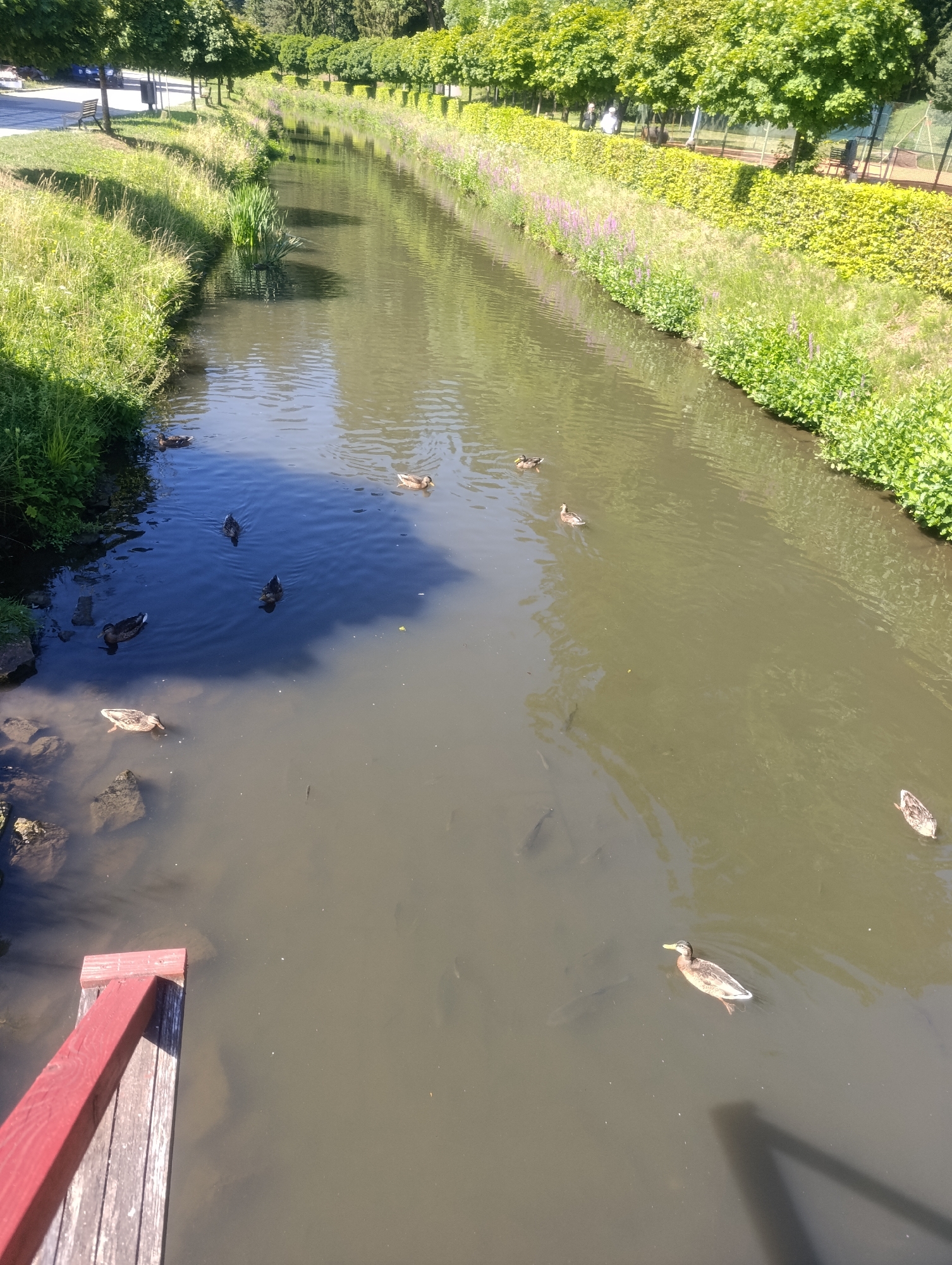 A tranquil waterway, likely a canal or slow-moving river, bisects a green urban park in Luhačovice, Czechia. The water, tinged with a murky brown, reflects the dappled sunlight and the lush greenery lining its banks. A variety of ducks, predominantly mallards, glide across the surface, some in groups, others individually. Fish are visible swimming beneath the surface. On the left bank, dense green grass and reeds grow, giving way to a paved path and trees further back. On the right bank, a manicured hedge forms a vibrant green boundary, with taller trees beyond. In the distance, hints of a tennis court with a fence suggest recreational facilities. A weathered wooden pier with a red railing juts out into the water on the lower left side of the frame. The scene is bathed in natural daylight, creating a peaceful and idyllic atmosphere.