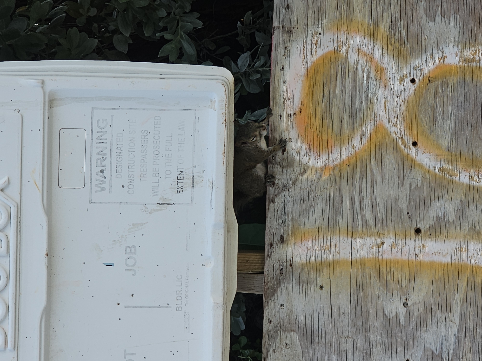 An adult Eastern Gray Squirrel (Sciurus carolinensis) is positioned on a weathered wooden surface beneath a white mailbox that is affixed to a construction site. The squirrel is facing left, with its head slightly lowered and eyes closed, appearing to be resting or sleeping. Its fur is grayish-brown, and its tail is curled over its back. The mailbox has faded text and appears to be made of plastic. The wooden surface below the mailbox shows signs of wear and has large orange and white spray-painted markings. The background includes green foliage and the side of the mailbox. The scene is likely outdoors, given the natural elements present. The mailbox indicates a construction zone, with the text "WARNING DESIGNATED CONSTRUCTION SITE TRESPASSERS WILL BE PROSECUTED TO THE FULL EXTENT OF THE LAW" clearly visible. The image was taken in Islamorada, United States of America.