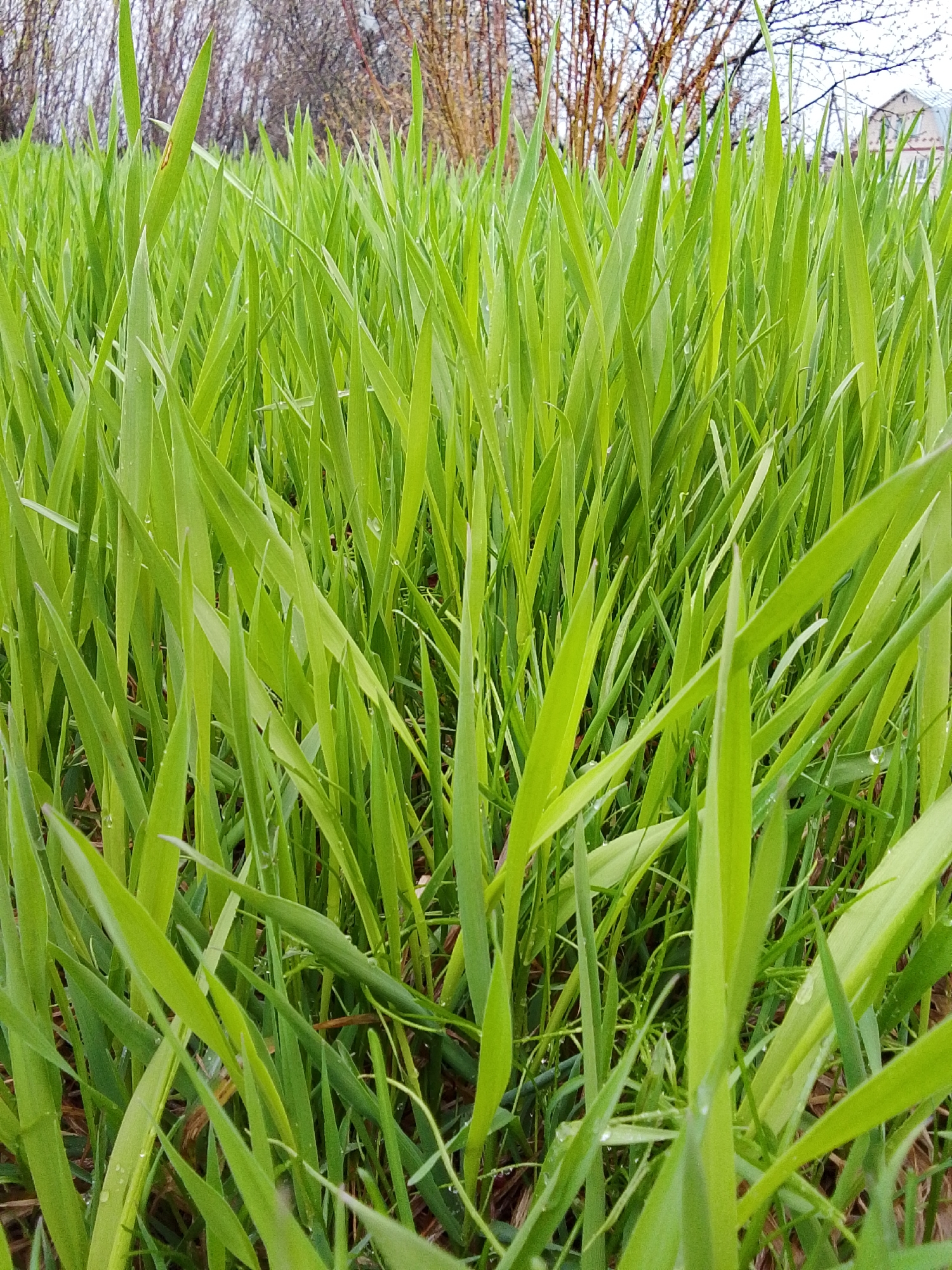 The image depicts a close-up view of lush green grass in Khlevnoye, Russia. The blades of grass are dense and upright, dominating the frame. Some blades show water droplets, suggesting recent rain or dew. In the background, blurred bare trees are visible, indicating a season like early spring or late autumn. No people, subjects, actions, or interactions are present in the frame.