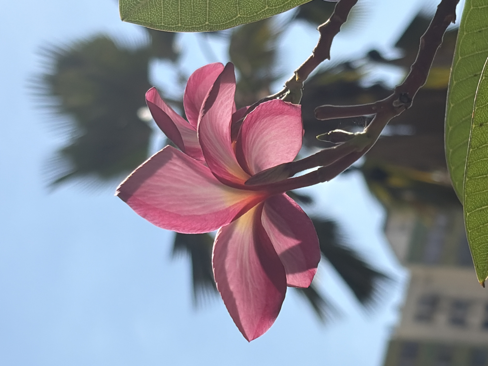 The media file presents an upward-angled, close-up view of a single pink plumeria (frangipani) flower, set against a clear, bright blue sky. The flower, with its five distinct petals, exhibits a rich pink hue that subtly transitions to a soft yellow-orange towards its center. It appears to be hanging from a dark brown branch, which extends from the top right into the mid-right of the frame.
The flower is bathed in bright sunlight, backlighting its petals and giving them a translucent, glowing appearance, highlighting delicate details and curves. A large, vibrant green leaf with discernible vein patterns occupies the top edge of the frame, and a smaller section of another green leaf is visible on the far right.
The background features softly blurred, dark green foliage, primarily on the left, resembling palm fronds. A very faint, light-colored building with dark, rectangular window-like features can be vaguely discerned in the distant background on the right, suggesting an urban or suburban environment.
The scene captures a serene outdoor moment during daytime, indicated by the clear sky and bright illumination. The absence of people focuses attention solely on the natural elements. The presence of plumeria and palm-like foliage strongly suggests a tropical or subtropical climate, consistent with the given location context of Ciudad Guayana, Venezuela. There is no visible text in the image.