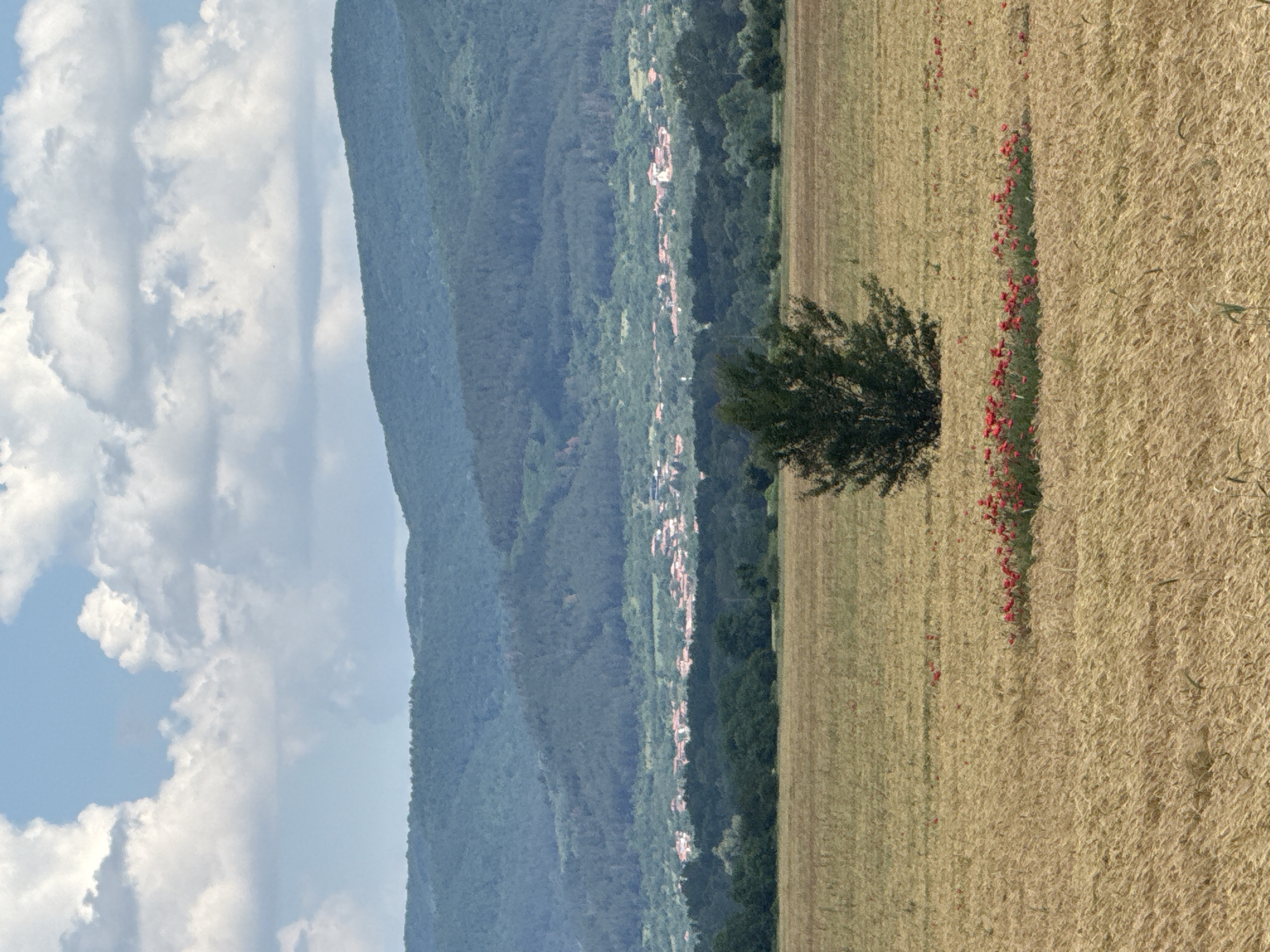 This is a daytime landscape photograph captured in the vicinity of Vetren, Bulgaria. The foreground features a vast, ripe golden field, likely of wheat or similar grain, extending across the lower half of the frame. Towards the center of this field, a solitary, compact green deciduous tree or large bush stands prominently. To the right and slightly in front of this central tree, a dense patch of vibrant red poppies is visible, forming a distinct horizontal band within the golden field.
In the midground, a dark green band of mixed forest or dense trees stretches horizontally, separating the agricultural field from the more distant elements. Beyond this tree line, a small village or settlement is discernible, characterized by numerous buildings with reddish-orange tiled roofs clustered together amidst lighter green foliage.
The background is dominated by a series of successive mountain ranges, heavily forested with dark green trees, appearing somewhat hazy due to atmospheric perspective. The sky above is light blue, occupied by scattered, fluffy white cumulus clouds, indicating fair weather conditions. No individuals, animals, or active subjects are present in the frame.