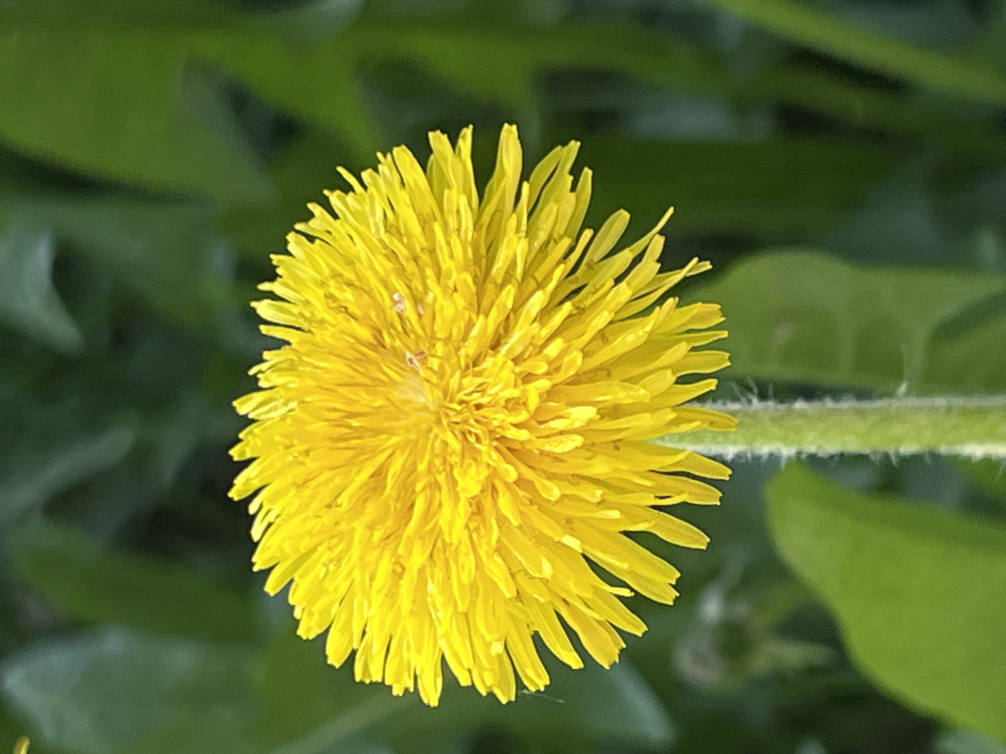 A close-up image of a vibrant yellow dandelion flower in bloom. The background is blurred, showing green foliage. The stem is visible on the right side of the flower. The location is not discernible from the image.