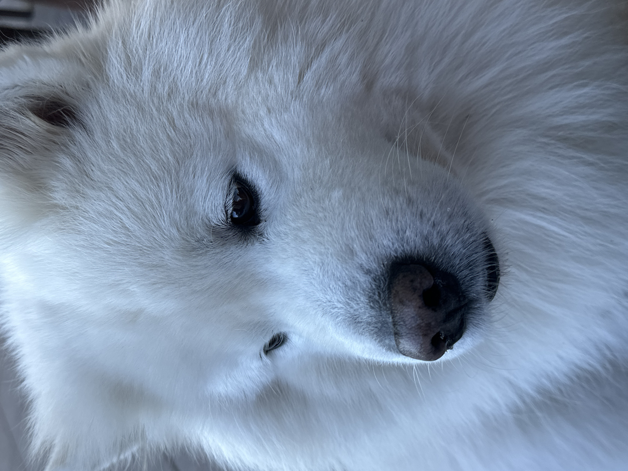 A close-up photograph shows the head of a white Samoyed dog. The dog is facing slightly downwards and to the right. The dog's eyes are dark, and its nose is black. The fur is thick and white. The location, Šušanj, Montenegro, is not evident from the image. There are no people, other subjects, objects, actions, or interactions visible. The environment is limited to the dog's fur.