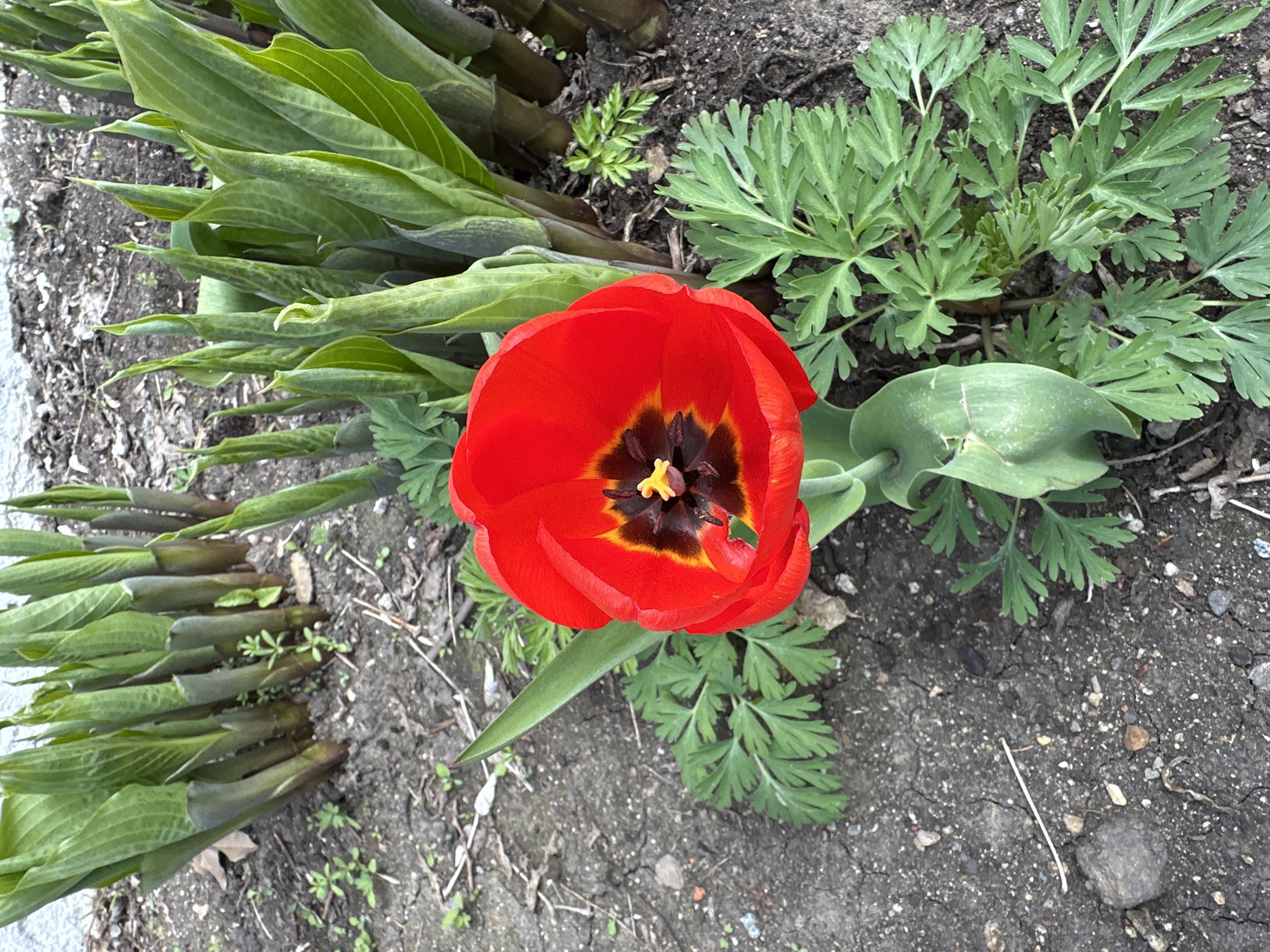 A vibrant red tulip in full bloom dominates the center of this high-angle shot, set in a garden bed in Yekaterinburg, Russia. The flower displays six intensely red petals that open to reveal a deep, almost black, central core outlined by a striking yellow-orange ring. A single, bright yellow stamen is clearly visible within the tulip's dark heart. A broad, green leaf of the tulip plant can be seen extending from beneath the flower.
To the left of the prominent tulip, a cluster of unfurling green leaves, long and somewhat pointed, emerge from the soil, possibly belonging to a Hosta plant or similar perennial. On the right side, both above and below the tulip, a plant with finely dissected, fern-like green foliage covers the ground. Small, nascent green sprouts are scattered across the dark earth.
The ground consists of rich, dark soil interspersed with small pebbles, gravel, and minimal organic debris. A subtle gray edge, possibly a paving stone or curb, is visible along the far left side of the frame. The natural lighting suggests a bright daytime scene, likely morning or early afternoon. The image captures a serene, detailed view of blossoming spring flora. There are no people, discernible activities, or visible text present.