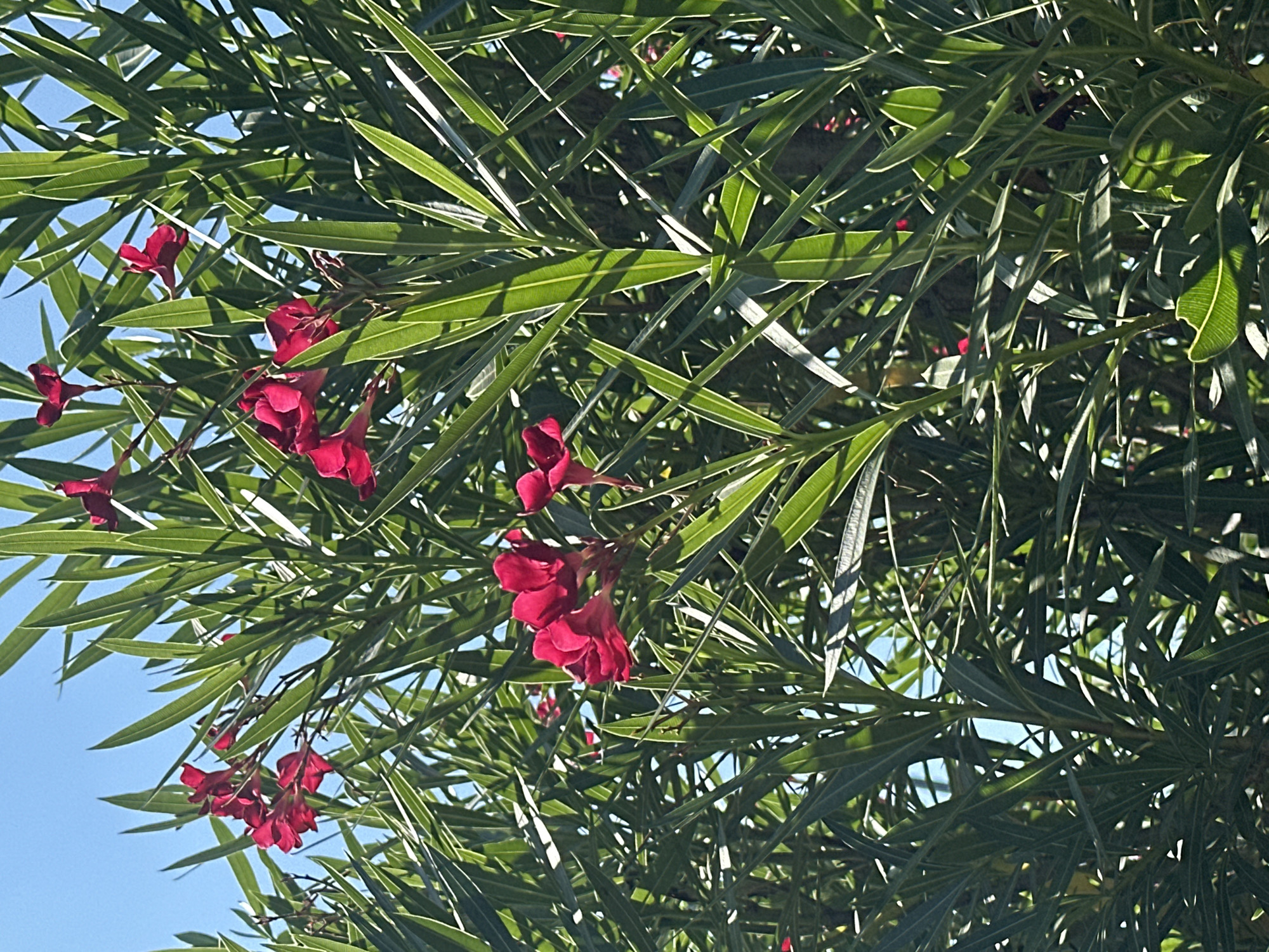The image shows a close-up of a flowering oleander bush against a clear blue sky. The bush is dense with long, slender, dark green leaves and clusters of bright pink flowers. The flowers are five-petaled and appear to be in various stages of bloom. Sunlight filters through the leaves, creating patterns of light and shadow. The overall impression is one of lush greenery and vibrant color. The image appears to have been taken outdoors, likely in a park or garden setting. There is no indication of the specific location within Sochi, Russia, in the image itself.