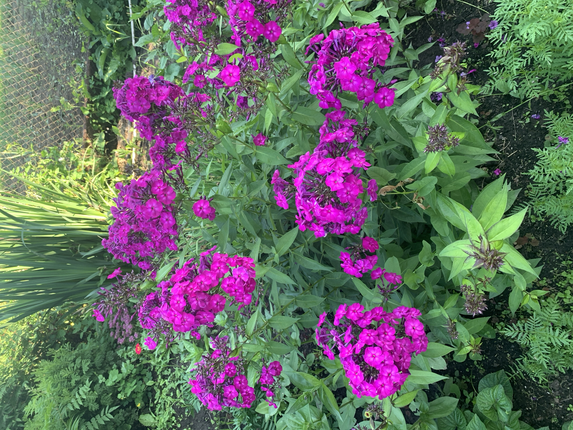 This image depicts a close-up view of a garden bed filled with vibrant magenta phlox flowers. The phlox are the dominant subject, with their clusters of small, star-shaped blooms. The surrounding foliage is lush and green, consisting of various leaves and stems. In the background, tall, slender green stalks are visible, and a chain-link fence can be seen further back, suggesting an outdoor, possibly residential setting. The lighting indicates it is daytime, with sunlight illuminating the flowers and casting shadows. The overall impression is a well-maintained garden in bloom. The location of Карманово, Russia, is provided as context but is not visually represented in the image itself. There are no people or animals present.