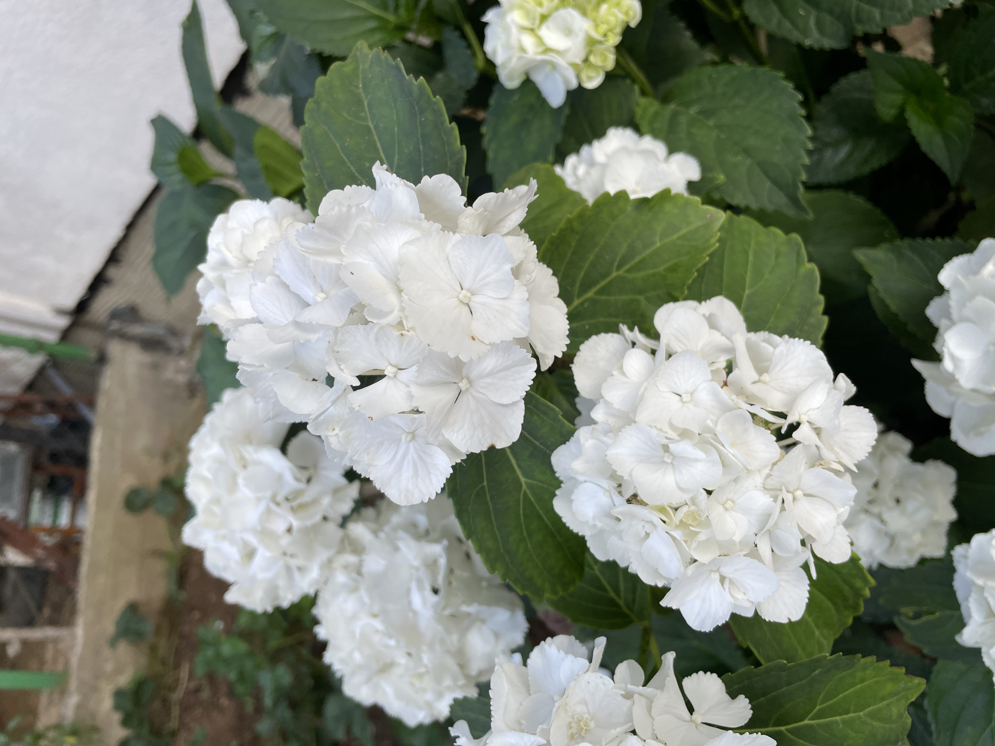 This is a close-up, eye-level, natural light outdoor photograph of a cluster of white hydrangeas in full bloom. The flowers are predominantly white, with some tinges of green in the less mature buds on the right side of the image. They are set against a backdrop of large, dark green leaves with serrated edges. The background is blurred but suggests an outdoor setting with elements of a wall and some greenery, possibly a garden or park. The image does not contain any people or specific landmarks that would definitively place it in Zlatograd, Bulgaria, or any other specific city.