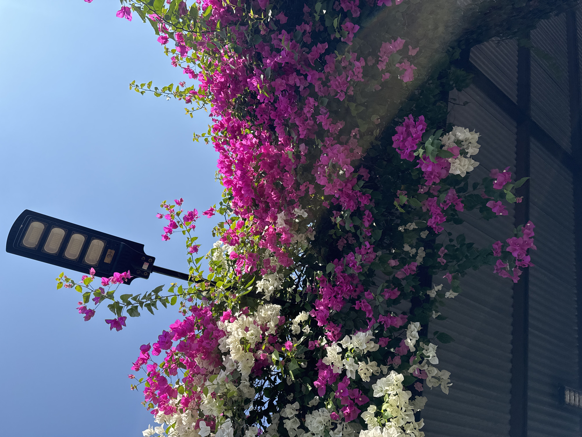 An outdoor, low-angle shot captures a black, rectangular solar-powered streetlamp mounted on a pole, extending upwards against a clear, bright blue sky. The lamp features four rectangular light panels. Cascading down from above the lamp and arching over a dark, corrugated metal roof structure are abundant clusters of bougainvillea flowers in vibrant shades of fuchsia and white. The flowers, interspersed with green leaves, create a dense, colorful canopy. The scene appears to be located in Denpasar, Indonesia, suggested by the tropical flora and common architectural style of the roof. No people are present in the image.