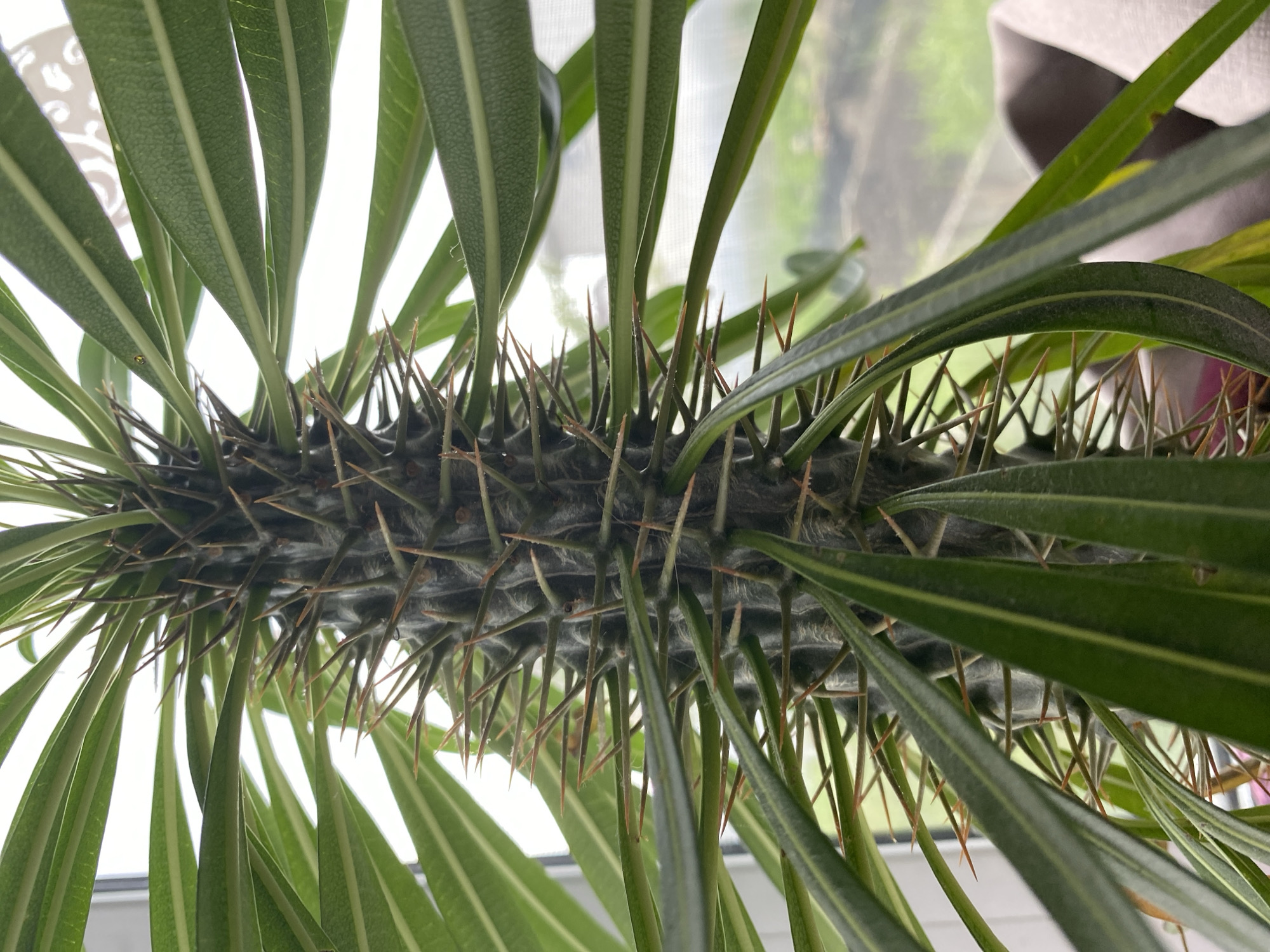 The image shows a close-up, low-angle shot of a spiky plant, likely a Pachypodium lamerei (Madagascar Palm), with its long, narrow green leaves fanning out from a central, greyish, cylindrical stem covered in sharp brown thorns. The background is blurred and appears to be an indoor setting with a window suggesting daylight. There are no people or clear indications of the city of Tyumen, Russia.