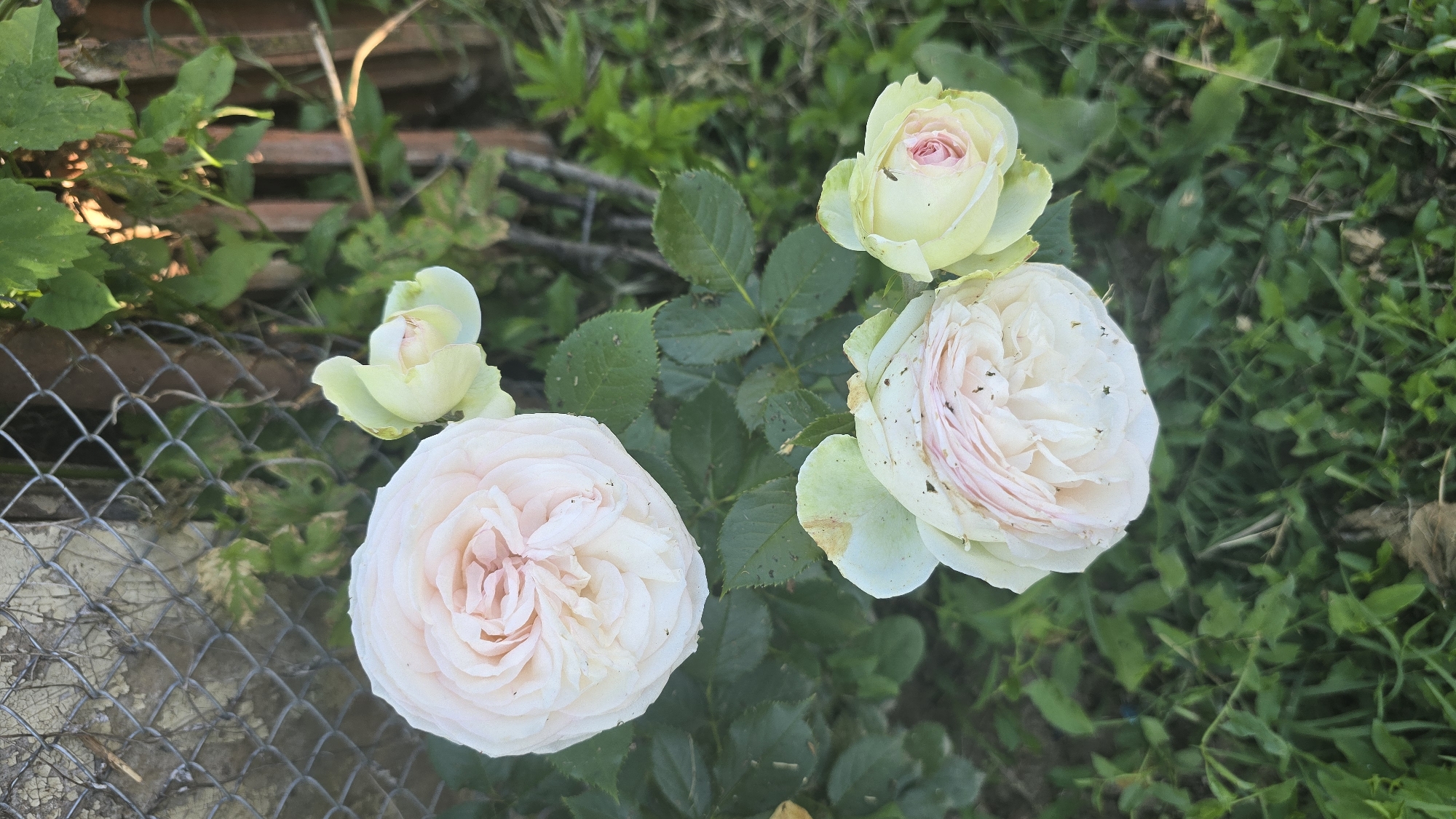 The image shows a cluster of pale pink and white roses in various stages of bloom, nestled among lush green foliage. Some of the rose petals exhibit a subtle blush of pink towards their centers. Small, dark specks, potentially insects or debris, are visible on some of the petals and leaves. In the background, a weathered chain-link fence with peeling paint and a section of wooden fencing can be observed, partially obscured by the greenery and rose bushes. The overall setting appears to be an outdoor garden environment. The location is specified as Vlasatitsa, Bulgaria. There are no people or discernible actions in the image, focusing solely on the flora and its immediate surroundings.