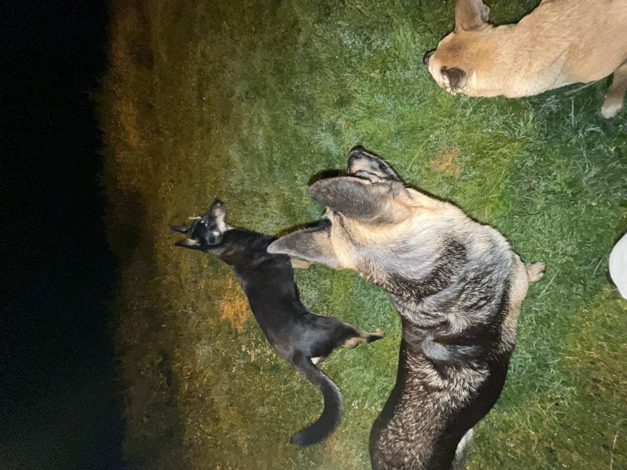 In an outdoor setting with green grass, three dogs are visible. One dog, primarily black with some tan markings, is in the center, appearing to be playing or interacting with another dog. This second dog is larger and has a coat of grey and tan fur. A third dog, light brown in color, is positioned at the top right of the frame, looking down. The lighting suggests it is nighttime or dusk. The image appears to be taken at ground level, looking down at the dogs. There is no visible text in the image. The location context provided is Nizhny Tagil, Russia.