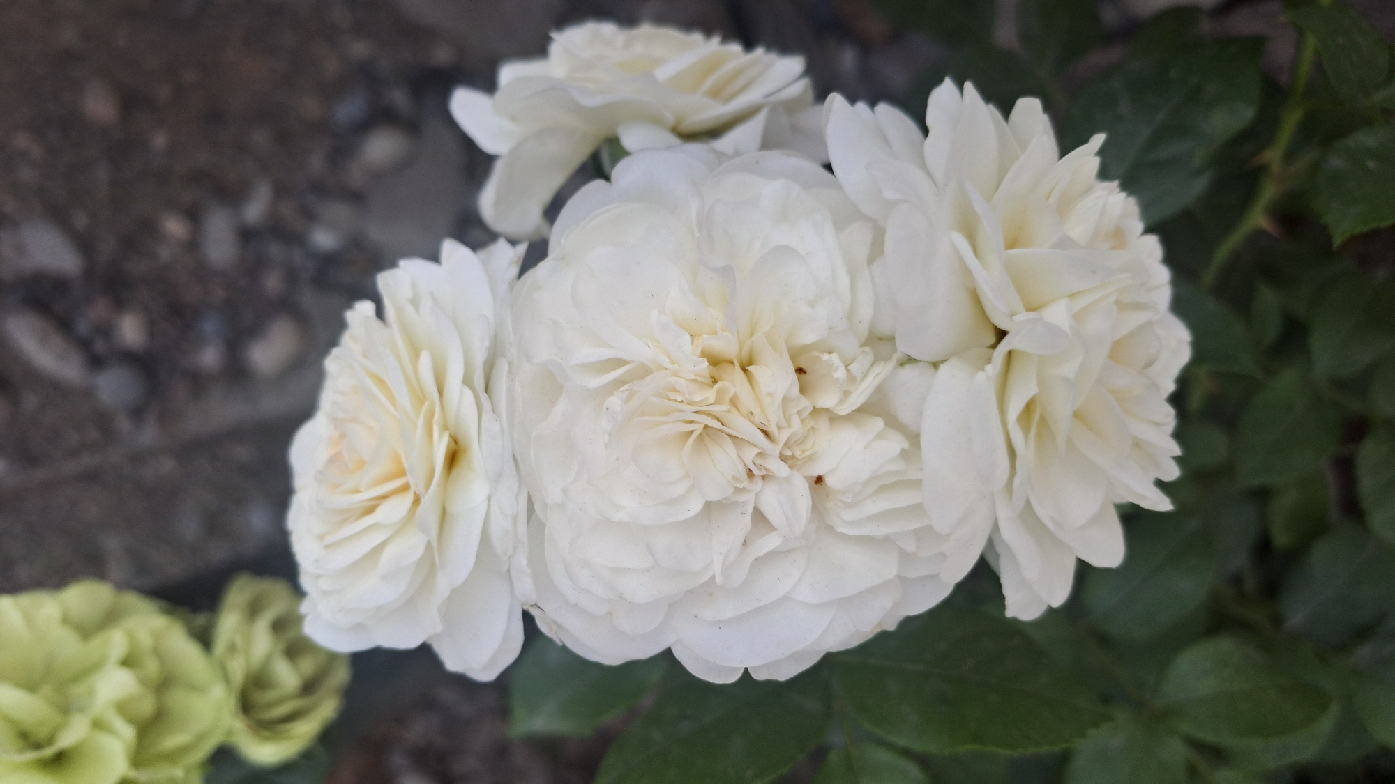 A cluster of white roses is in focus, set against a blurred background of green leaves and a stony ground. There are at least four white roses visible, with the largest and most central rose being the most detailed. The petals are tightly packed and ruffled, with a creamy yellow hue in the center of the largest bloom. There are some faint brown specks on the petals of the central rose. In the upper left corner, out of focus, are two pale green flowers. The image appears to be taken outdoors, likely in a garden or natural setting. The location in Sülüktü, Kyrgyzstan, suggests this is a temperate climate, possibly spring or summer, when roses would be in bloom.