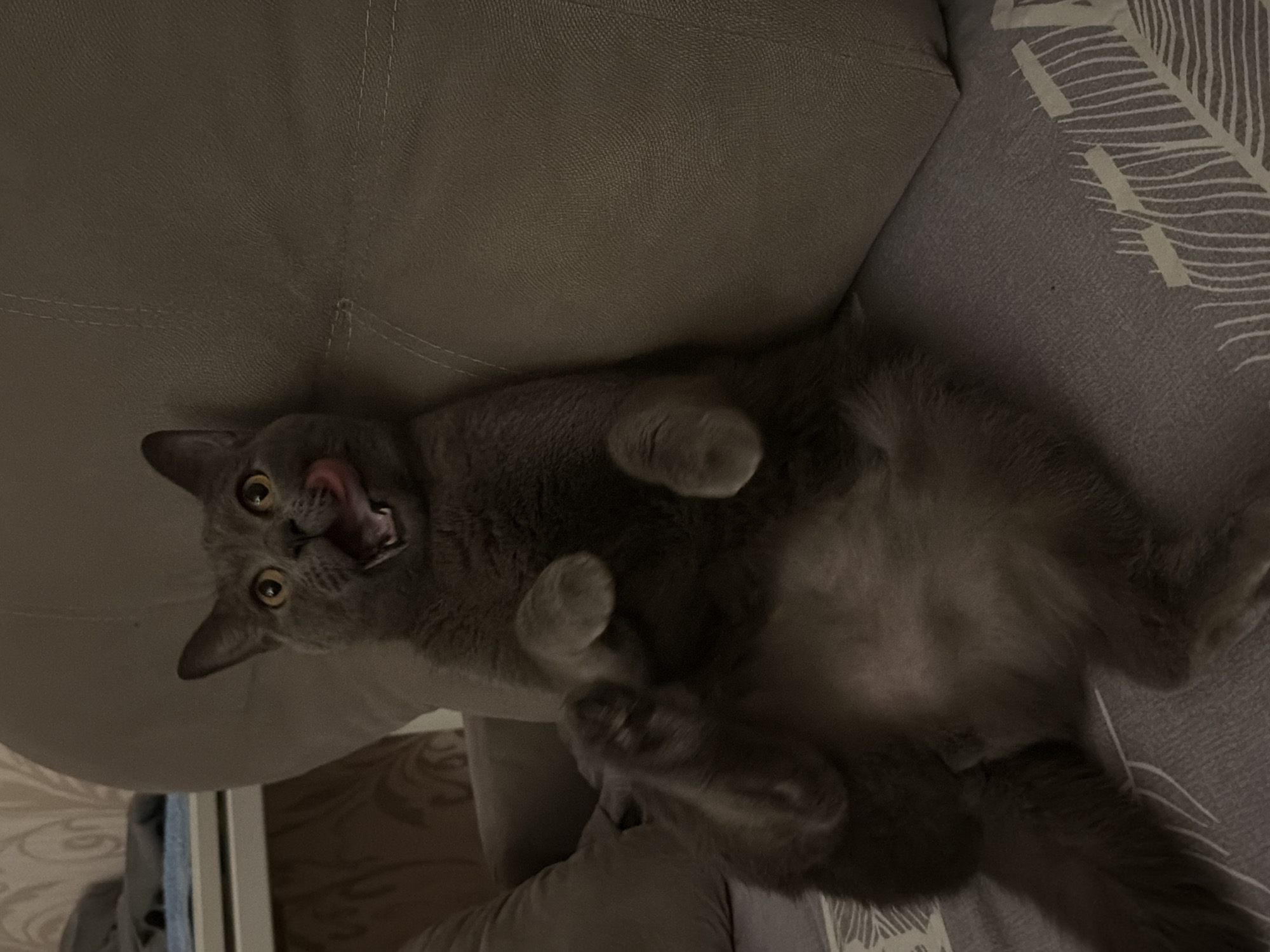 A grey cat is lying on its back on a grey couch with a patterned pillow in an indoor setting. The cat's tongue is sticking out. The location appears to be in an unknown city.