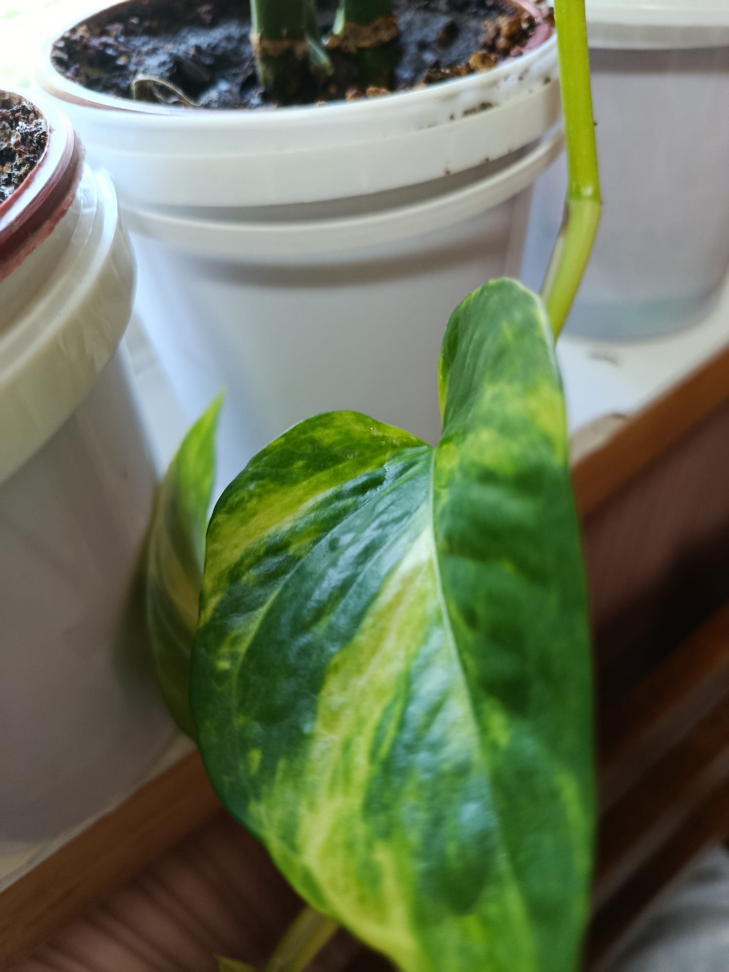 This is a close-up, eye-level, indoor photograph of a variegated Epipremnum aureum (golden pothos) plant. The primary subject is a large, heart-shaped leaf with prominent green and yellow marbling. The leaf's surface shows a slight sheen, suggesting it may be wet or recently watered. Behind the leaf, a thin, bright green stem is visible, extending upwards and out of frame. The plant is situated in a white plastic pot, with the dark soil clearly visible at the top. To the left, another white pot containing a plant with similar soil is partially visible. In the background, a blurred white pot is also present. The overall lighting is bright, casting soft shadows. The scene appears to be set on a wooden surface, possibly a windowsill or shelf. The image lacks any indicators of its specific location within Tashkent, Uzbekistan, or any human presence.