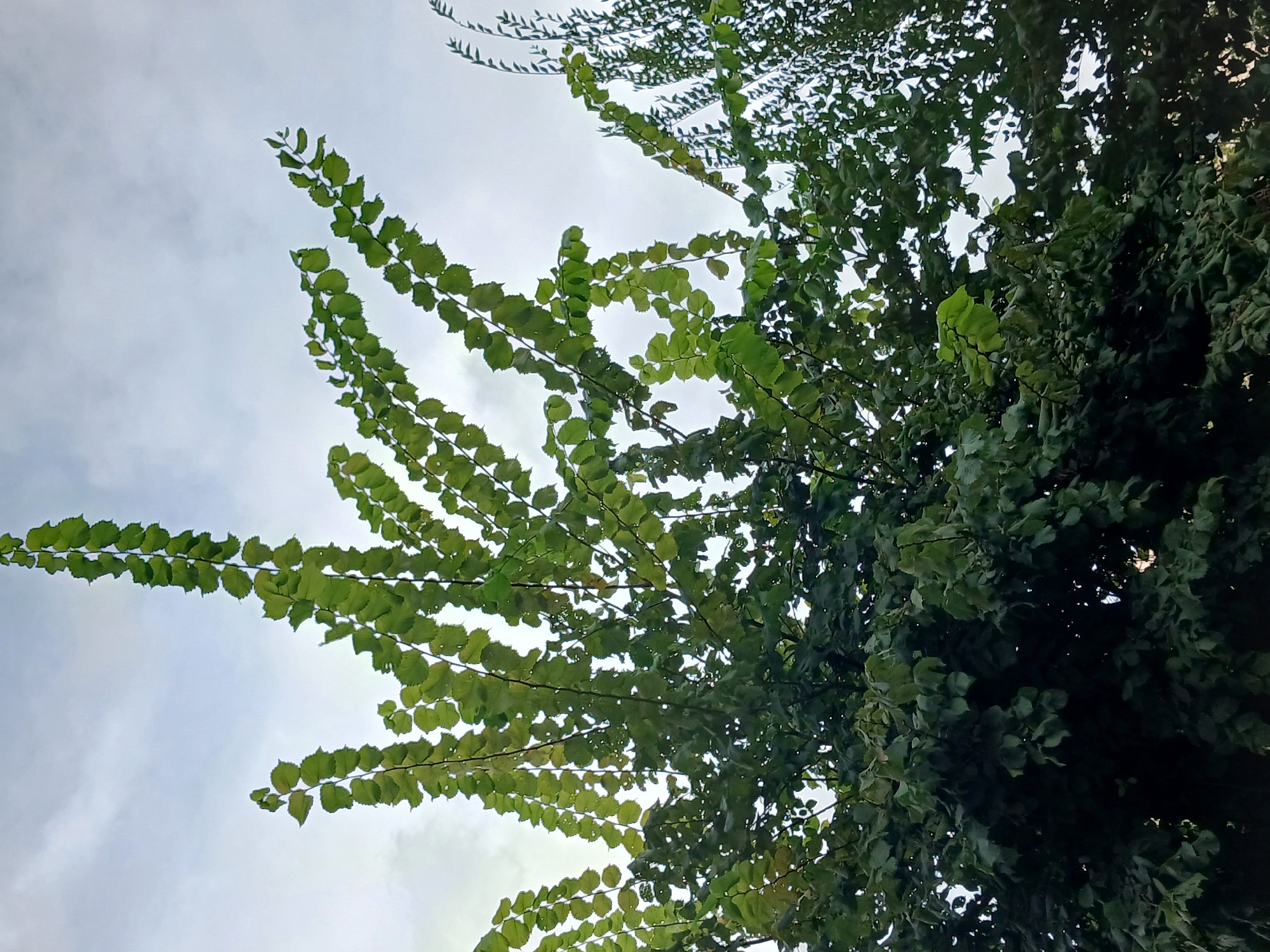 The image shows the upper branches of a tree against a cloudy sky. The leaves are green and appear to be small and oval-shaped, with serrated edges. The branches are thin and extend upwards and outwards, creating a delicate, feathery appearance in some areas. The lower part of the tree is densely filled with darker green foliage. Another tree with finer, more elongated leaves is visible to the right. The scene is likely outdoors, within the city of Щучинск қаласы әкімдігі, Kazakhstan, given the context.