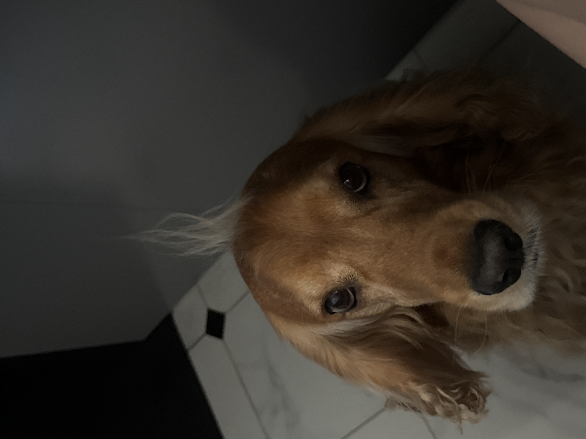 A close-up, eye-level, full-frame shot shows the face of a golden-brown dog. The dog is looking directly at the camera. Its fur is a light golden-brown color. A single strand of light-colored fur stands straight up from the top of its head, resembling a mohawk. The dog's ears are long and floppy, with darker brown tips. Its eyes are dark brown, and its nose is black. The background is out of focus and appears to be a tiled floor and a dark wall. The lighting is dim, with a spotlight effect on the dog's face. The scene appears to be indoors, possibly in a bathroom or kitchen, given the tiling. The overall impression is one of a playful or curious pet.