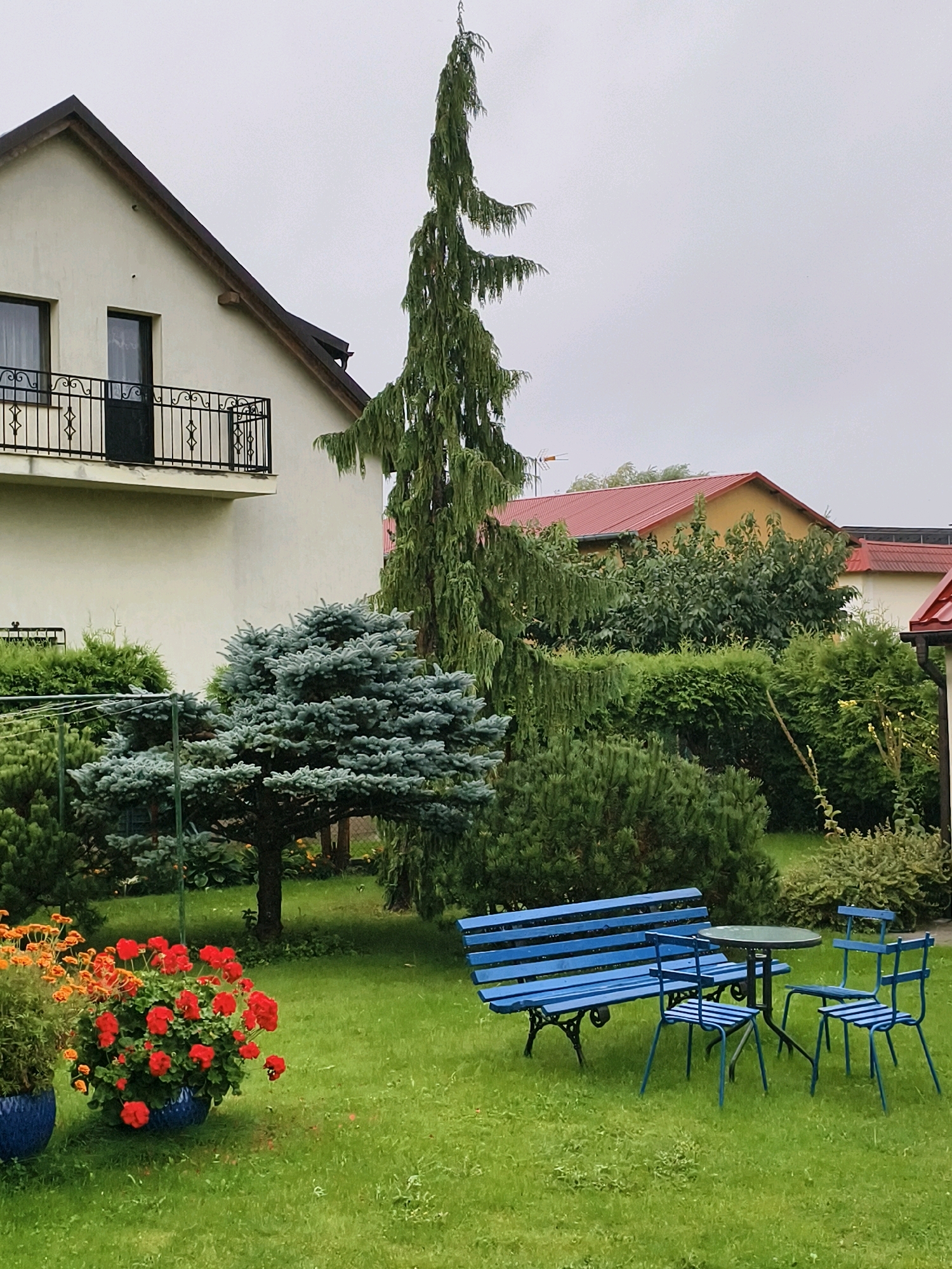 The image depicts a backyard in Tczew, Poland, on an overcast day. A cream-colored two-story house with a dark roof and a balcony with a black railing occupies the left side of the frame. In the yard, a lush green lawn is dotted with various trees and shrubs, including a tall, slender evergreen and a more compact blue spruce. A vibrant red geranium bush in a blue pot sits on the left, next to another blue pot containing orange flowers. In the center-right of the yard, a blue wooden bench and two matching chairs are arranged around a small, round green table. The background features other houses with red roofs and dense foliage. No people are present in the scene.