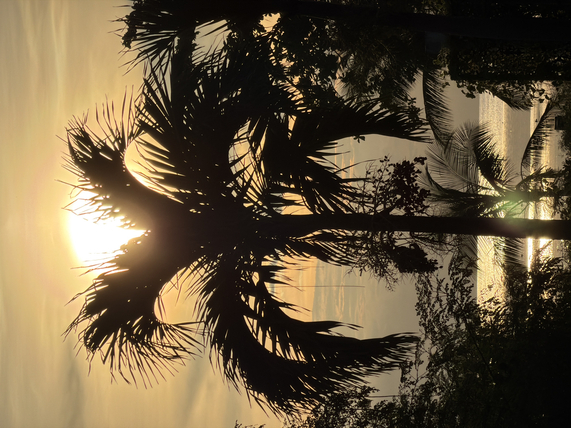 A serene sunset at Baan Plai Laem, Thailand, is captured as the sun dips below the horizon, casting a warm, golden glow across the sky. Silhouetted palm fronds and foliage frame the scene, creating a dramatic contrast against the radiant sky. The sun's rays pierce through the leaves, creating a dappled effect and highlighting the textures of the palm leaves. In the background, the calm ocean reflects the sunset's hues, with a faint shimmering effect suggesting a gentle ripple on the water's surface. The overall atmosphere is tranquil and peaceful, evoking a sense of calm and natural beauty. The time of day is clearly sunset. The weather appears clear, with a few wispy clouds in the distance. There are no visible people or text in the image.