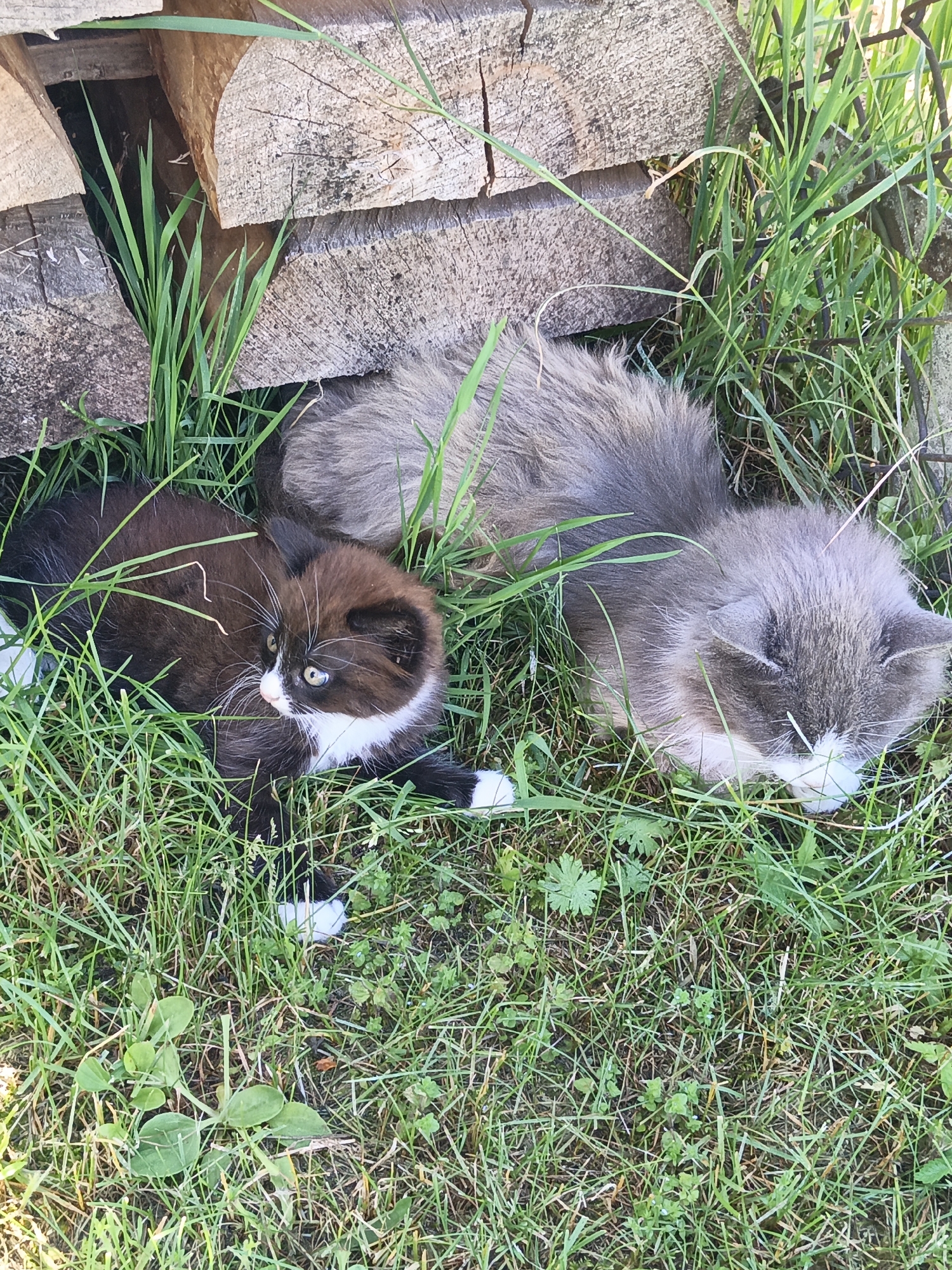Two kittens, one black and white and the other grey and white, are lying in the grass next to a stack of logs. The black and white kitten is on the left, facing right with its head tilted slightly upwards. It has green eyes and a white chest and paws. The grey and white kitten is on the right, lying on its side and appears to be asleep. Its fur is long and fluffy, and it has white markings on its face and paws, and a black and white tail. The grass is green and lush, and the logs are rough and weathered. The scene appears to be in a rural or semi-rural outdoor setting. There is no indication of a specific location in Лосева, Belarus.