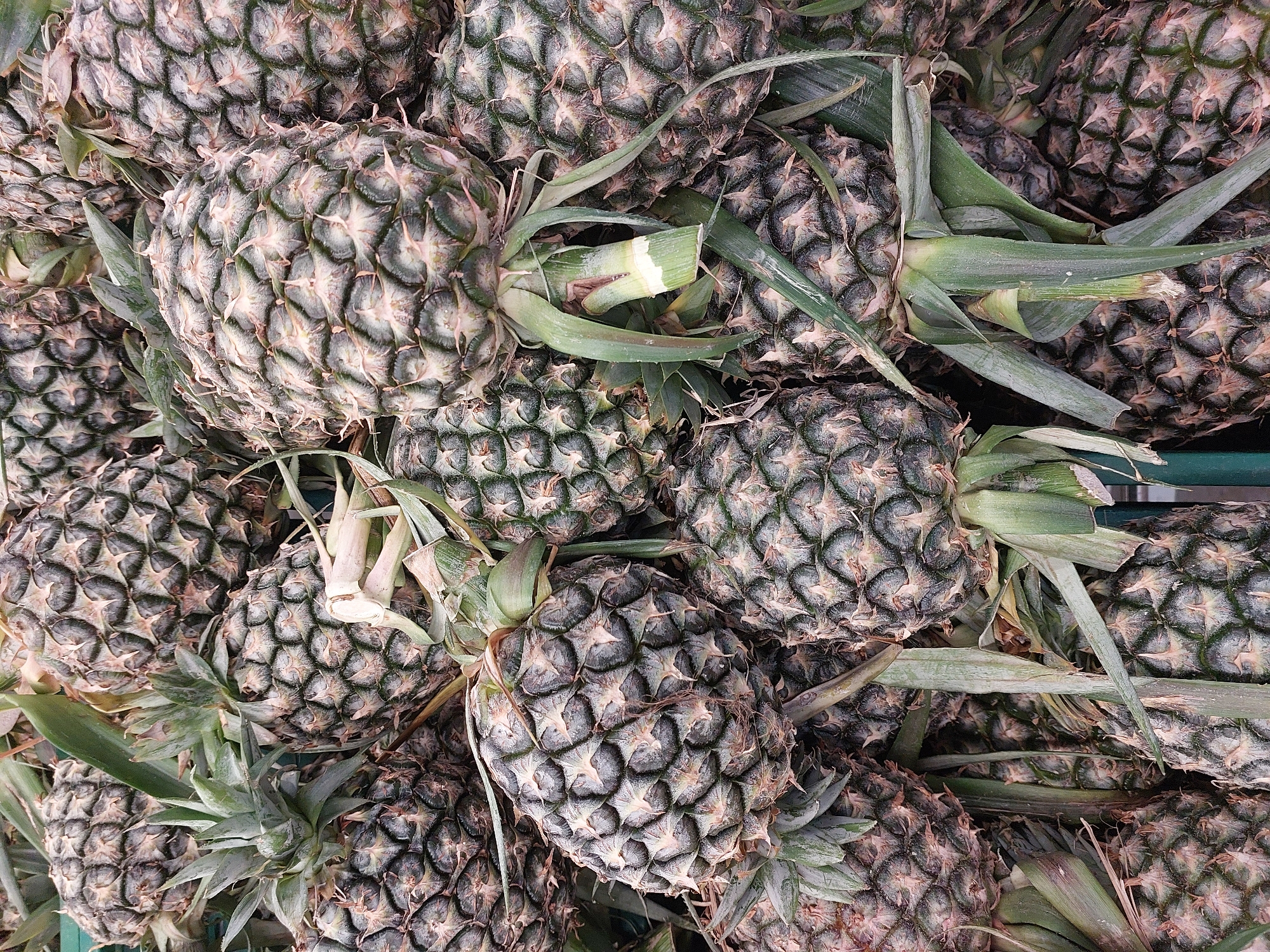 A high-angle, full-frame, close-up shot captures a dense pile of pineapples displayed for sale at a market in Baan Bo Phut, Thailand. The pineapples are arranged tightly together, filling the frame from edge to edge. Their textured, segmented skins are a dominant feature, displaying a mosaic of dark green and tan scales with pointed tips. Some pineapples have a dusting of white on their surfaces, possibly from natural processes or handling. Green pineapple leaves, some long and tapering, others shorter and more pointed, sprout from the tops of the fruits, adding a contrasting organic texture. The lighting is bright and even, suggesting an outdoor or well-lit indoor market environment. The overall impression is one of abundant fresh produce, a common sight in Thai markets.