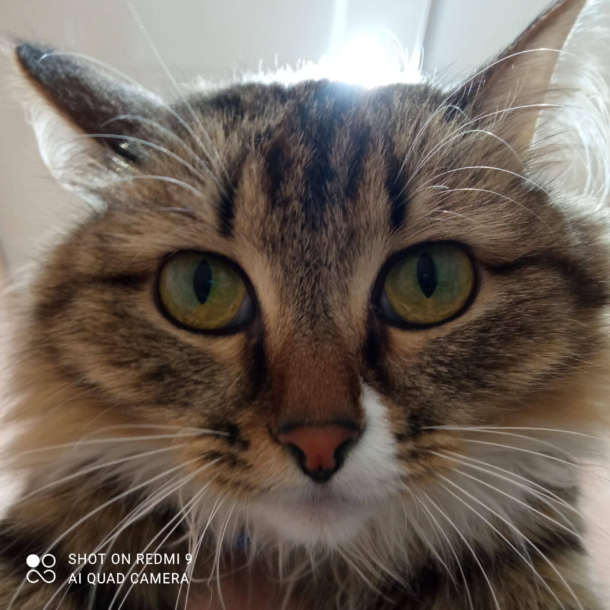 A close-up, eye-level portrait captures the face of a long-haired tabby cat, likely indoors in Chaikovsky, Russia. The cat's fur features a detailed pattern of brown, black, and tan stripes and patches, with a distinct white blaze on its muzzle and chin. Its large, captivating eyes are a vibrant green or amber-green, with narrow, dark vertical pupils reflecting a bright light source.
Prominent, long white whiskers extend from the cat's snout, catching the light. Its pointed ears are visible at the top, also edged with fine white hairs and tufts. A strong light source from above and behind the cat creates a bright halo effect around its head, illuminating its fur and accentuating its features. The background is indistinct and light-colored, ensuring the cat is the sole focus.
The cat looks directly towards the camera with an attentive, calm, and perhaps curious expression. In the bottom-left corner of the image, white text is overlaid, stating: "SHOT ON REDMI 9" and "AI QUAD CAMERA", indicating the camera used to take the photograph. The image emphasizes the intricate details of the cat's face and fur.