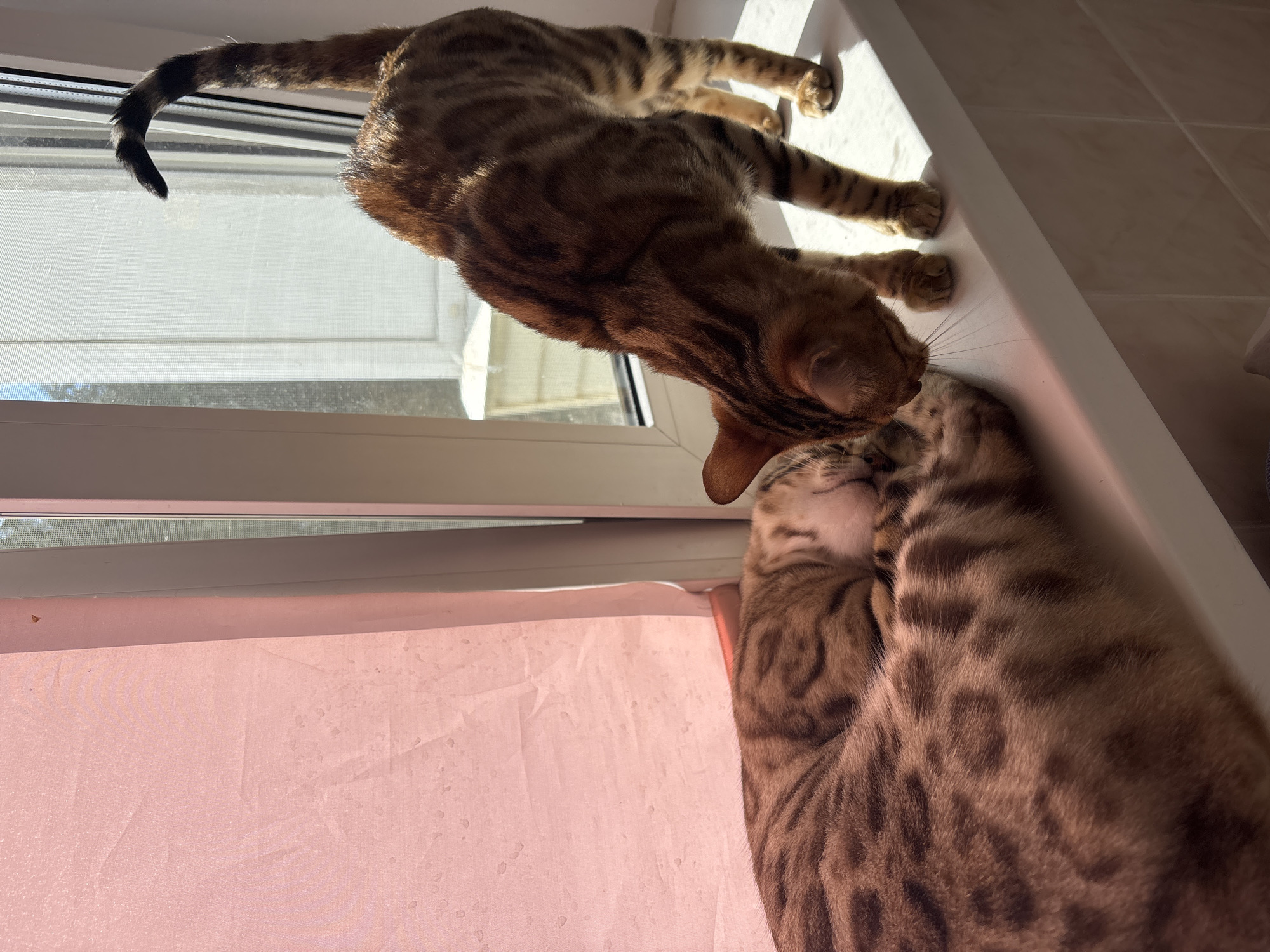 Two Bengal cats are on a white windowsill in front of a window with a pink curtain to the left and a bright sky visible through the windowpane to the right. The cat on the left is curled up asleep, its head tucked into its body. The cat on the right is standing and appears to be sniffing the sleeping cat. The sunlight creates strong shadows on the windowsill. There are no people visible in the image. The image does not provide enough information to determine its location in the city of Noviy, Russia.
